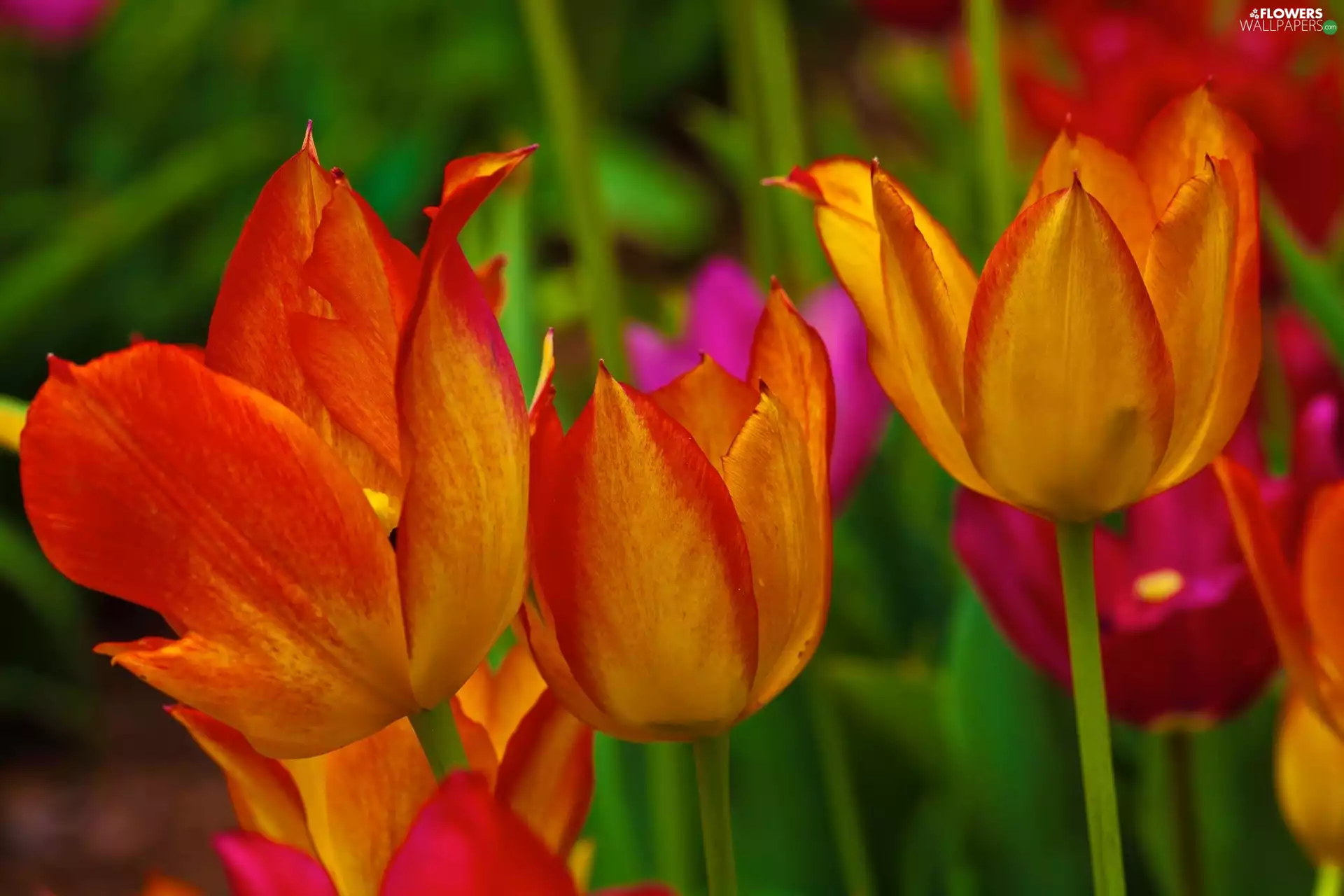 color, Tulips