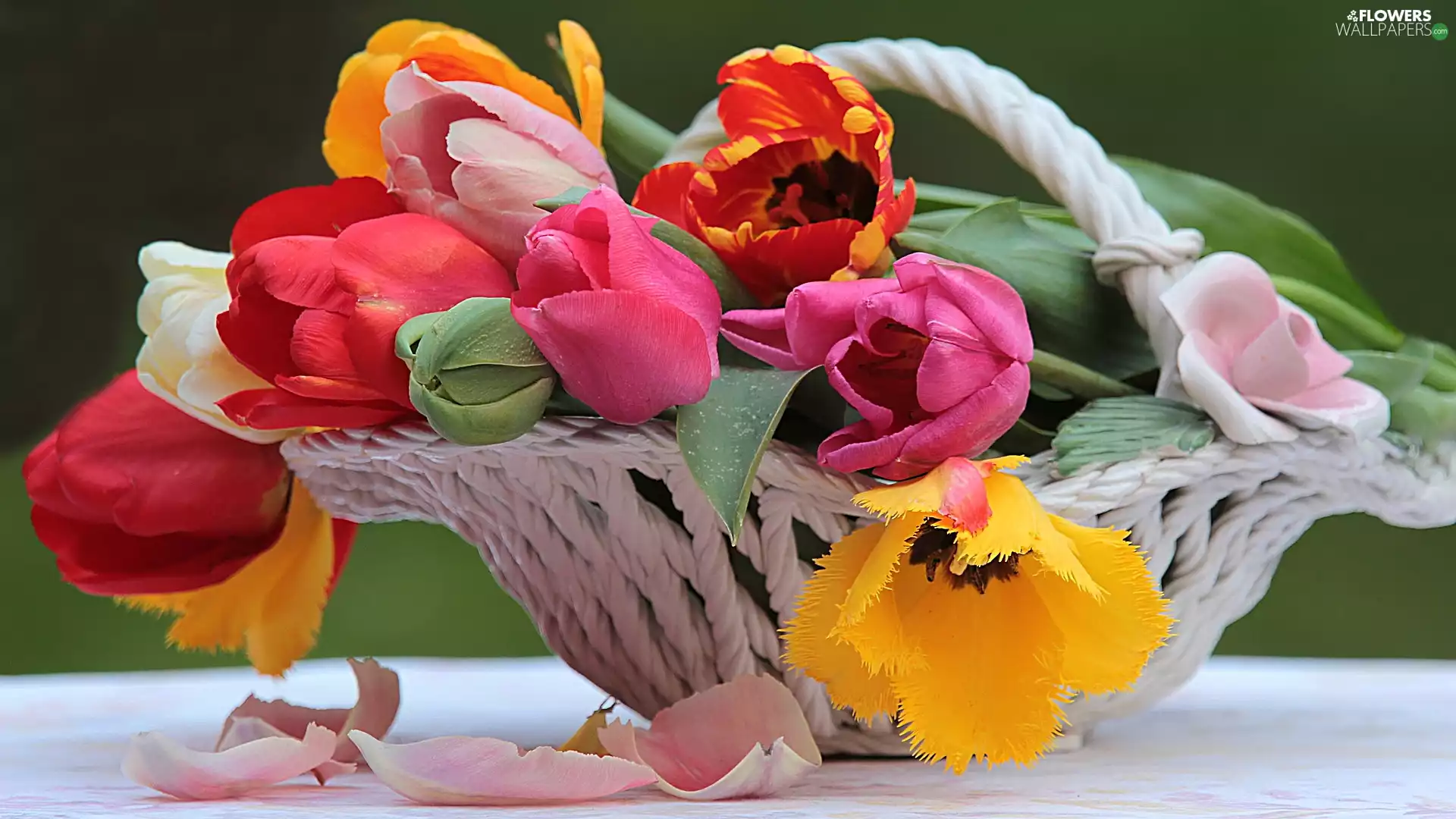 color, White, basket, Tulips