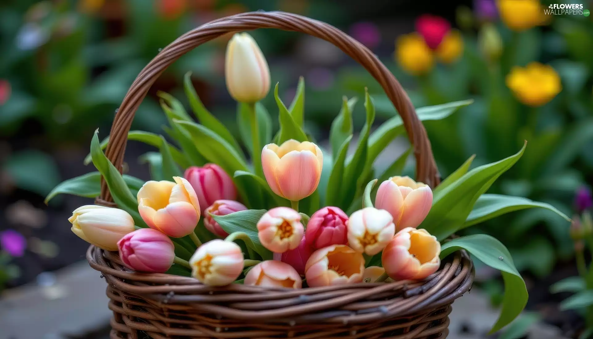color, wicker, basket, Tulips