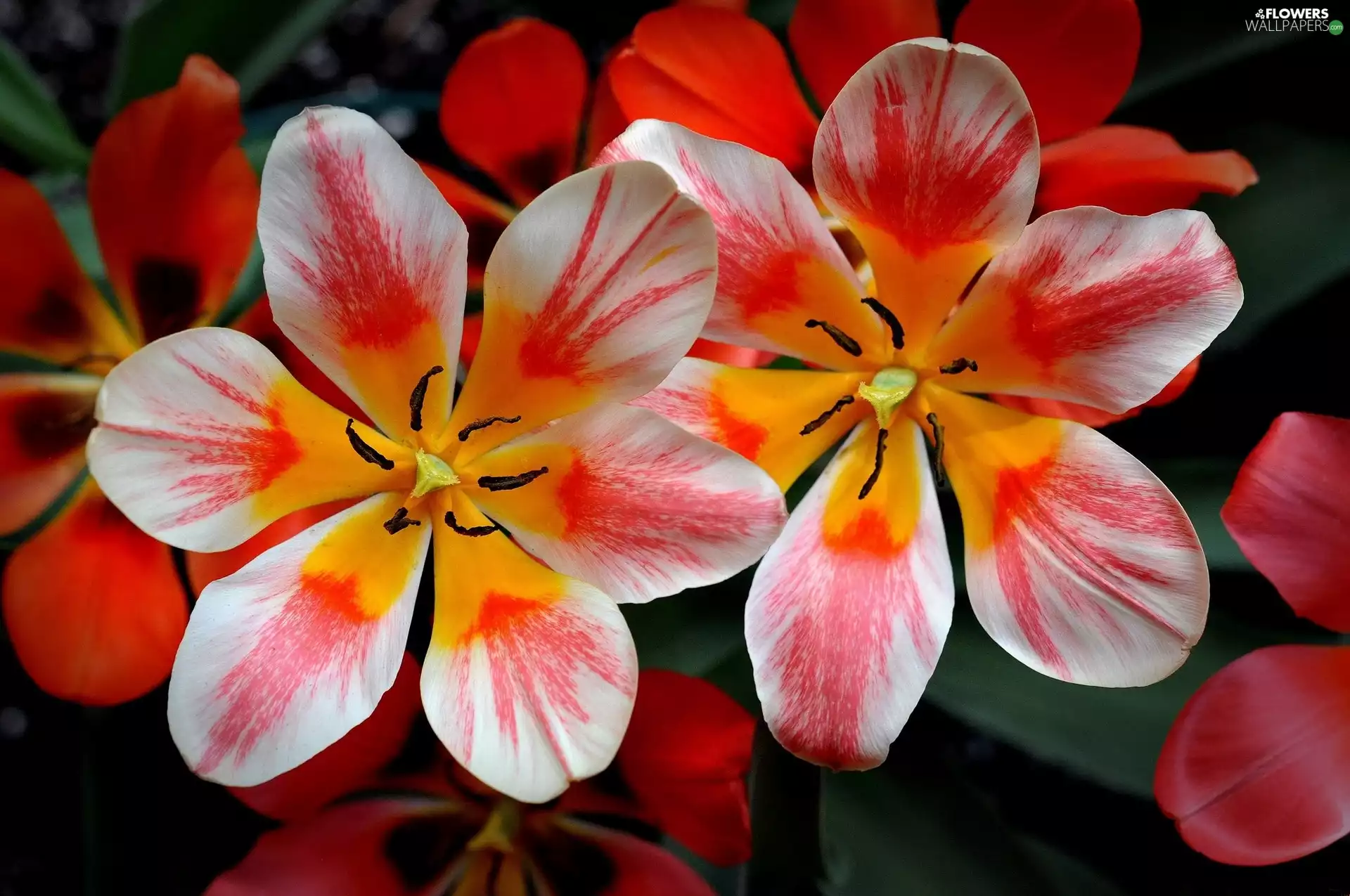 Tulips, bloom, color