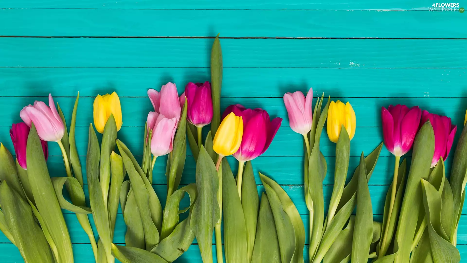 color, boarding, Blue, Tulips