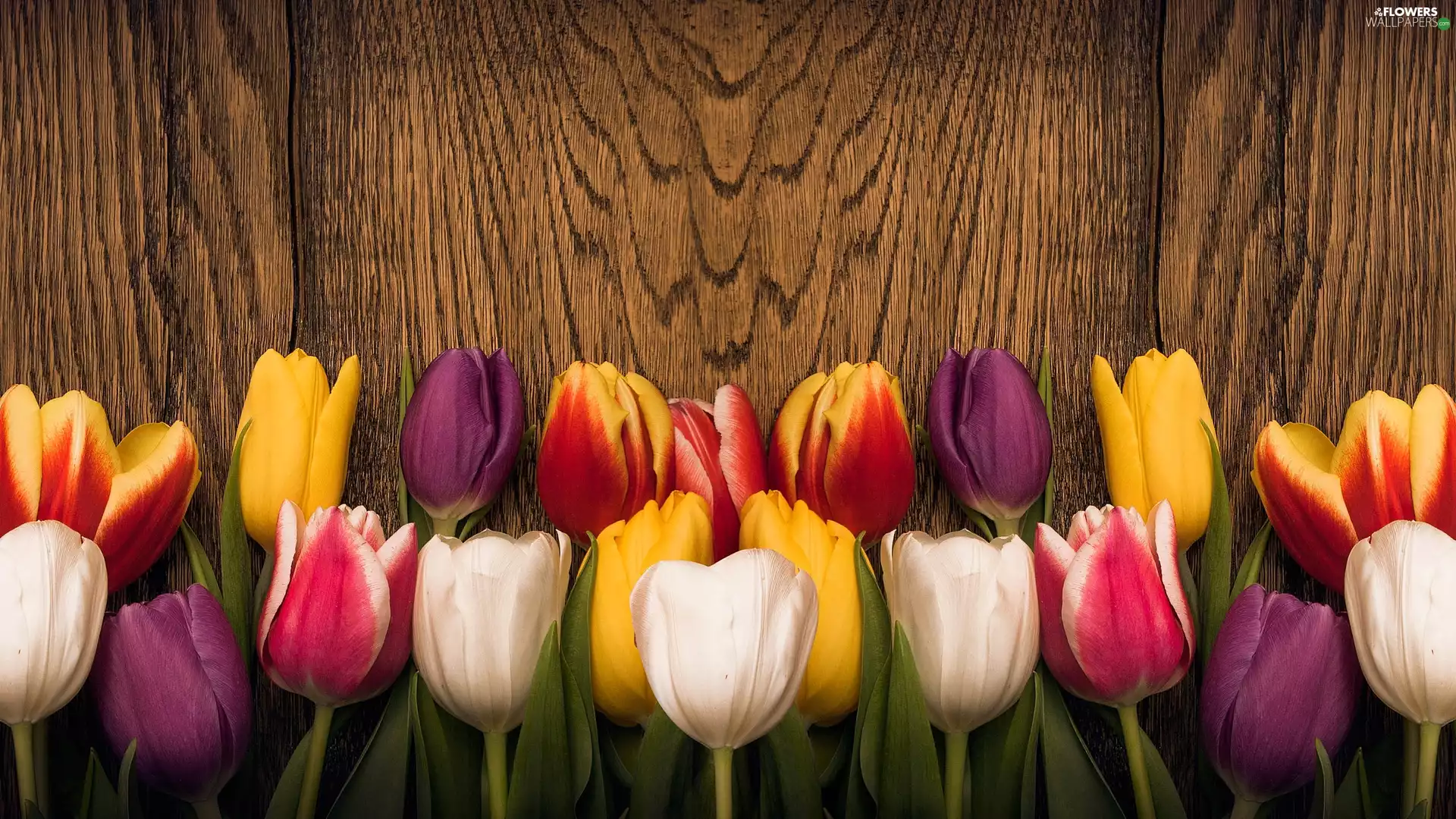 color, Wood, board, Tulips