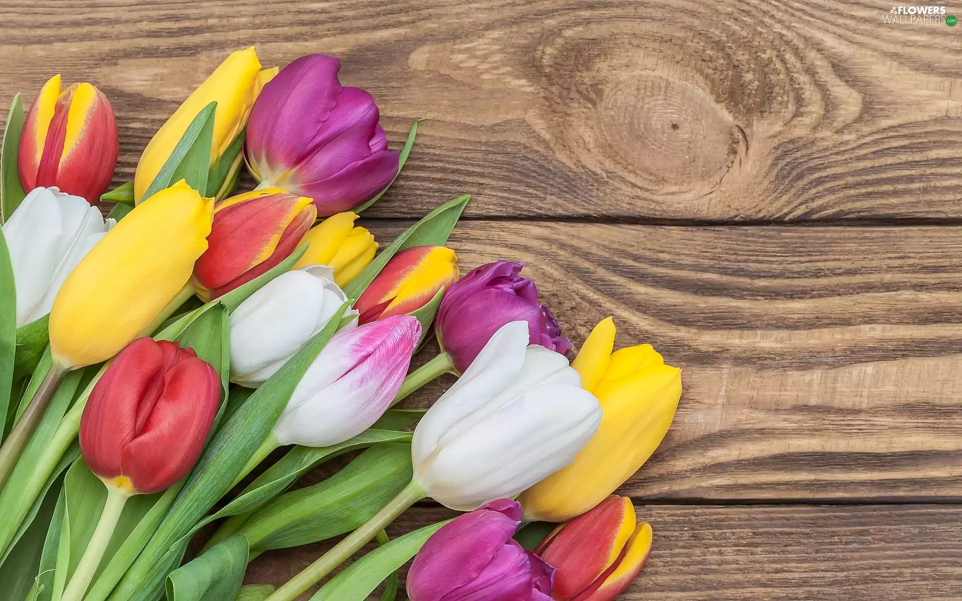 color, Brown, boarding, Tulips