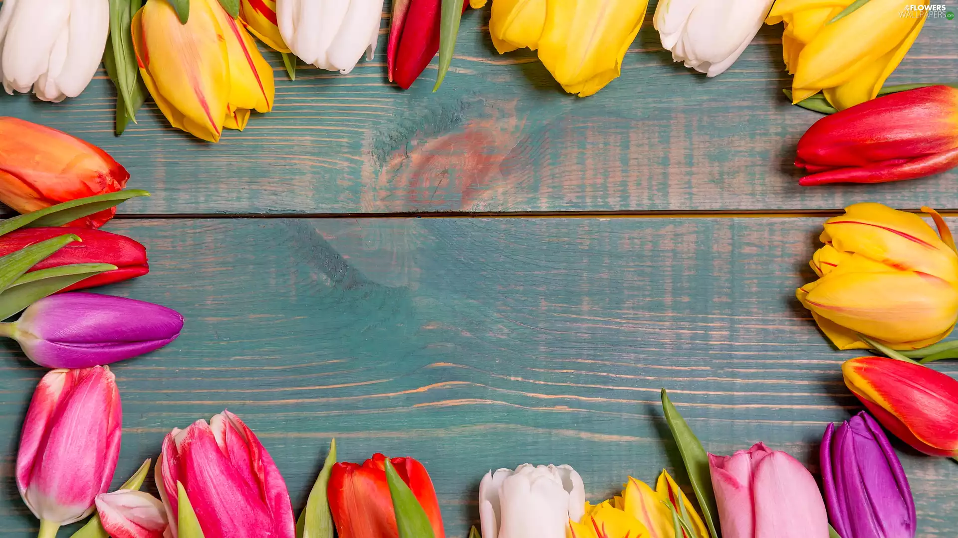 color, Buds, boarding, Tulips