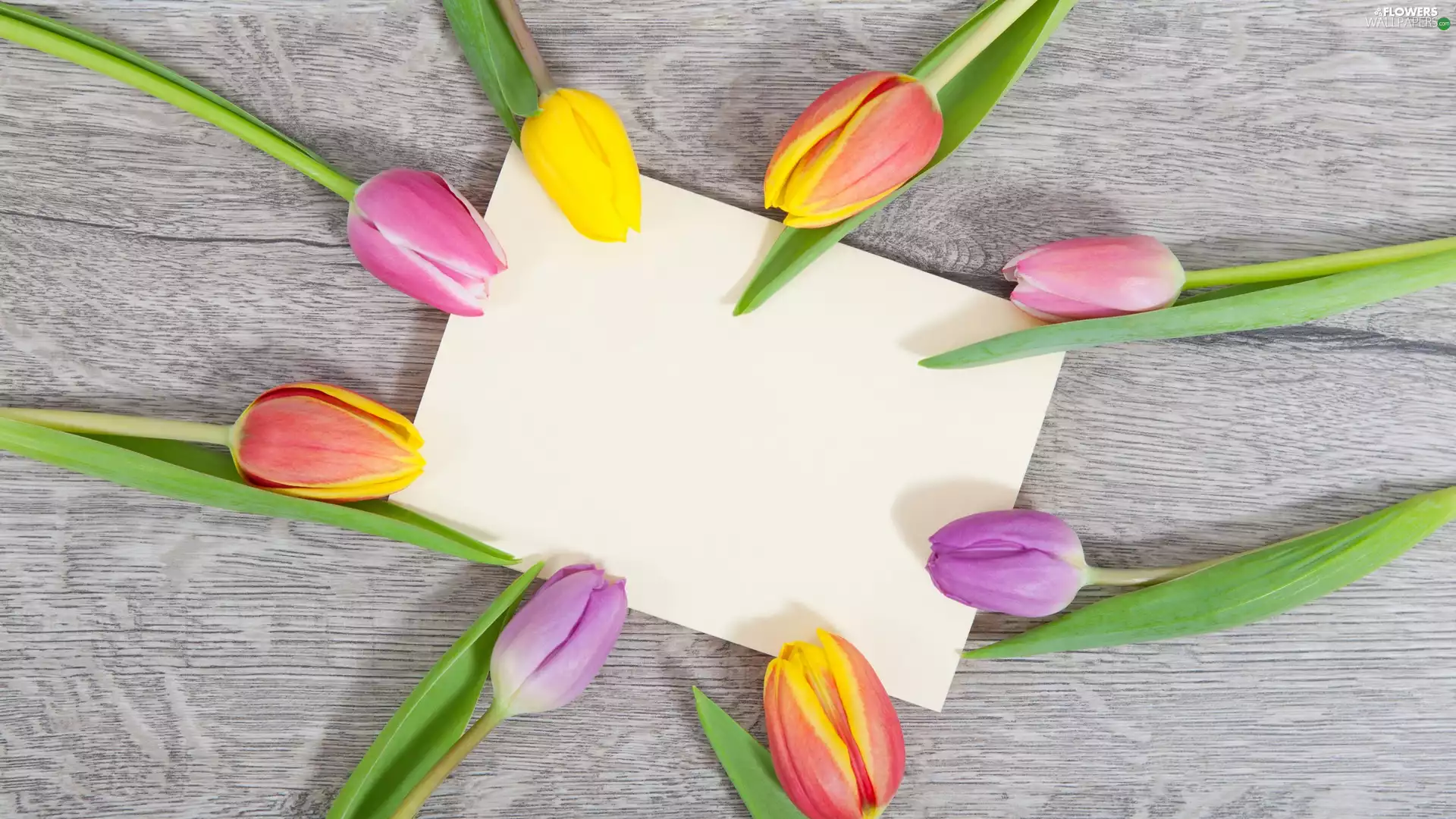 color, card, boarding, Tulips
