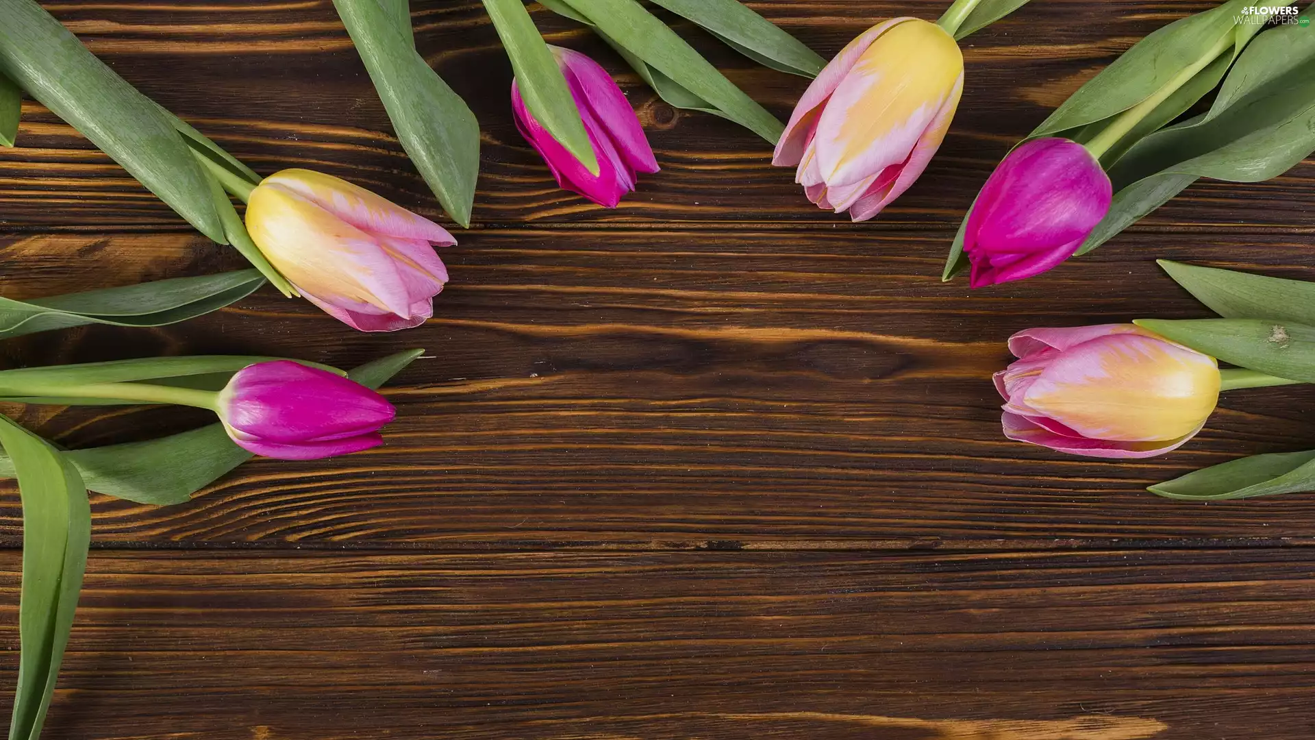color, dark, boarding, Tulips