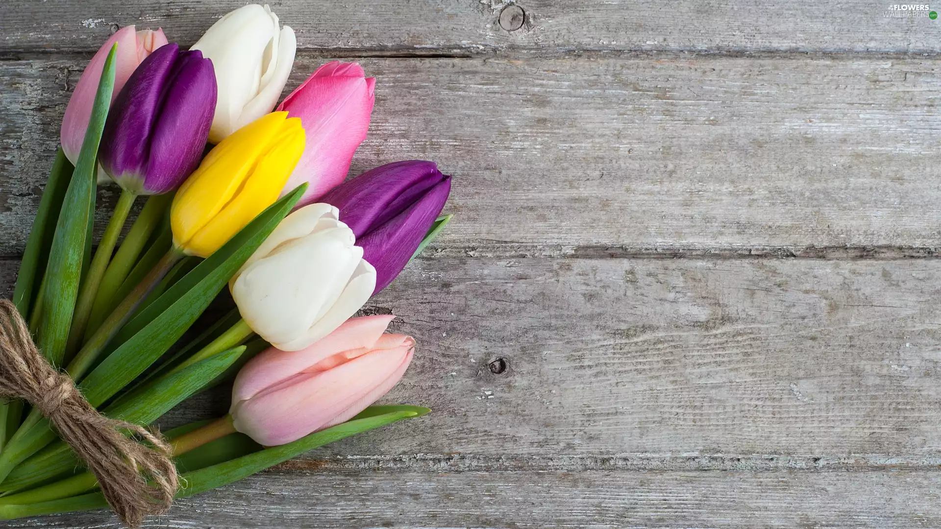 color, twine, boarding, Tulips