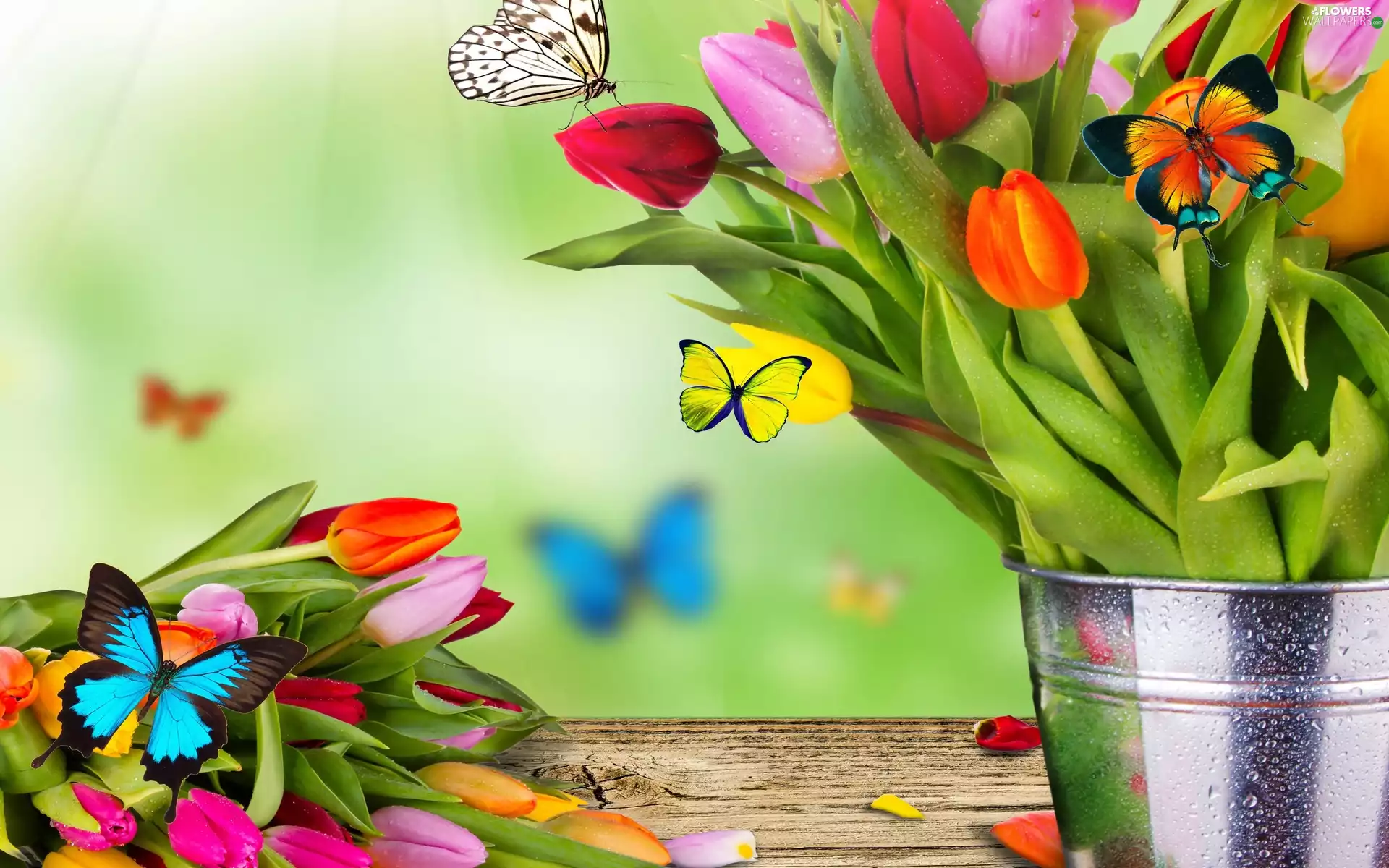 color, bucket, butterfly, Tulips
