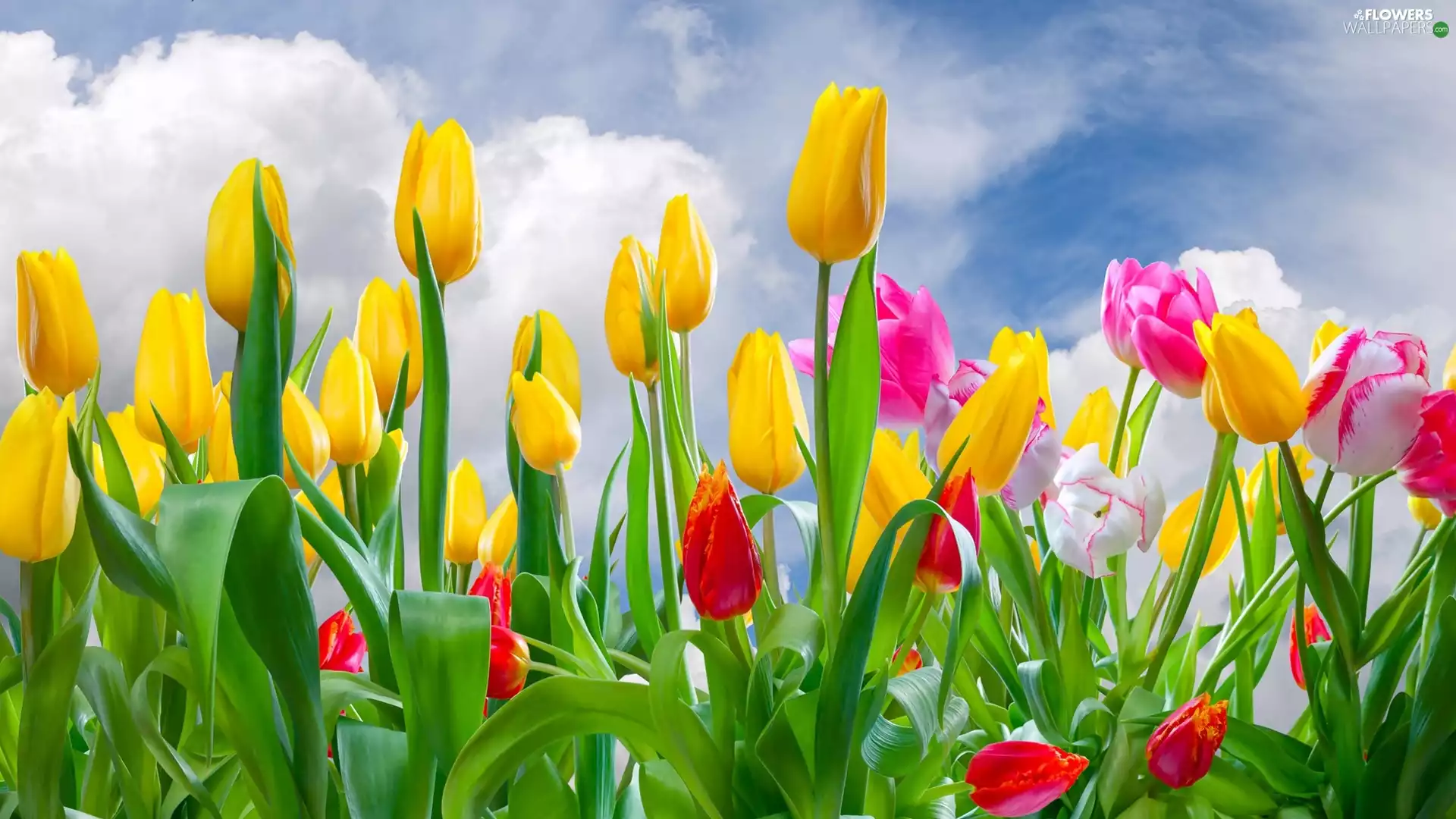 color, Sky, clouds, Tulips