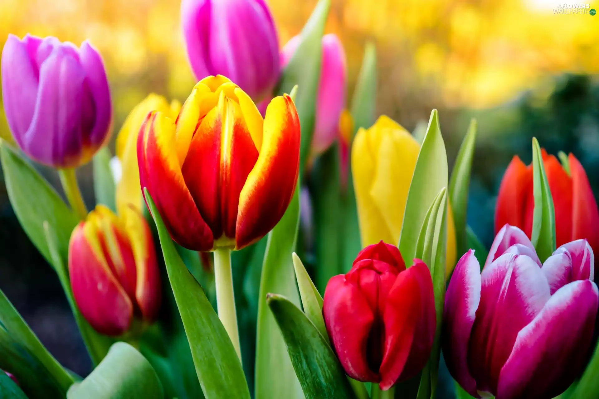 Tulips, Flowers, color