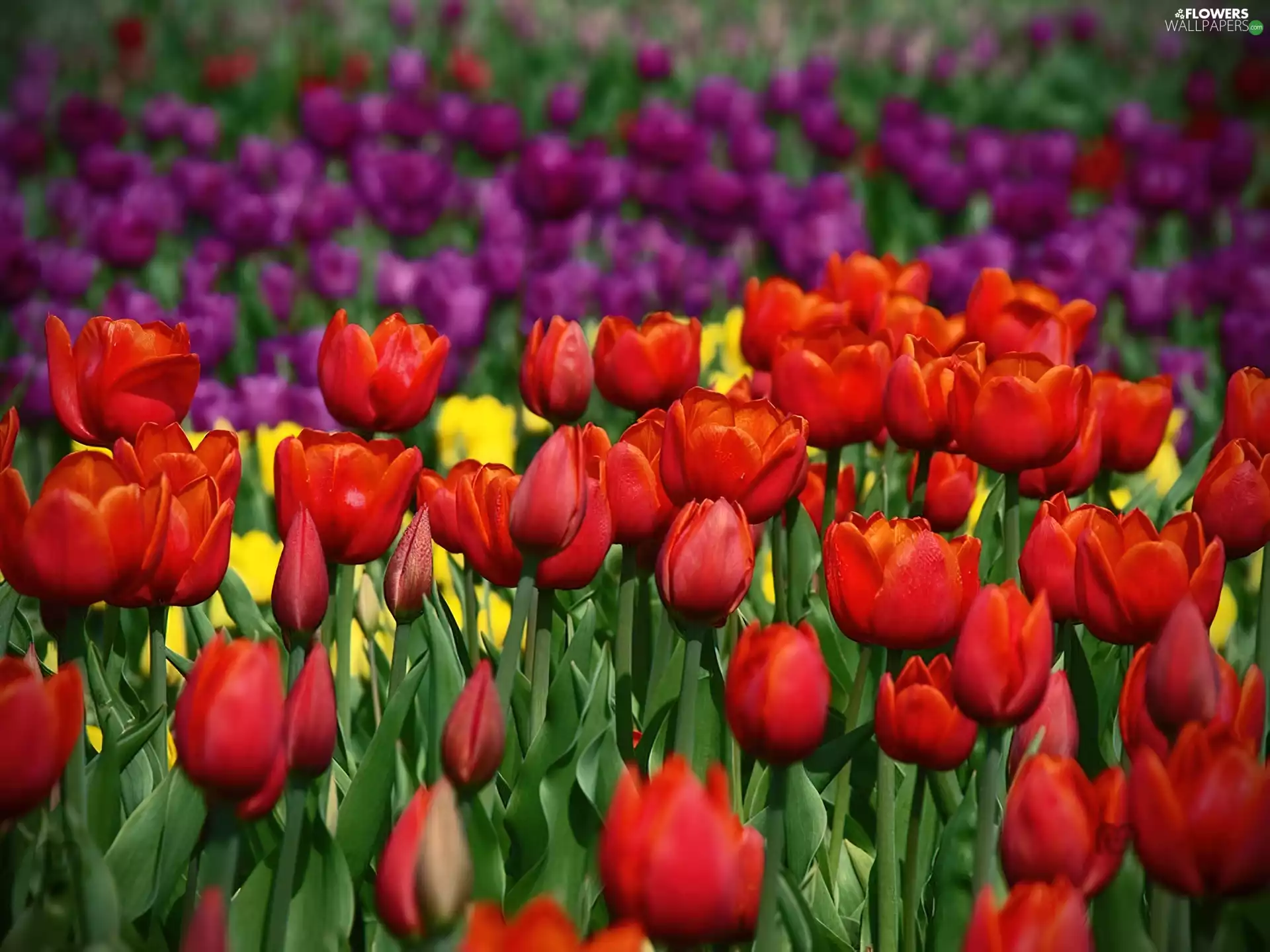 Tulips, Flowers, color