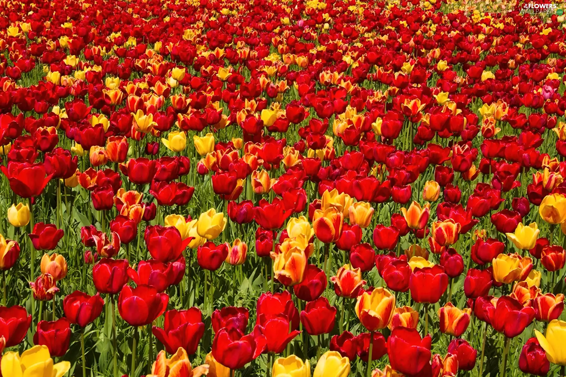 Tulips, Flowers, color
