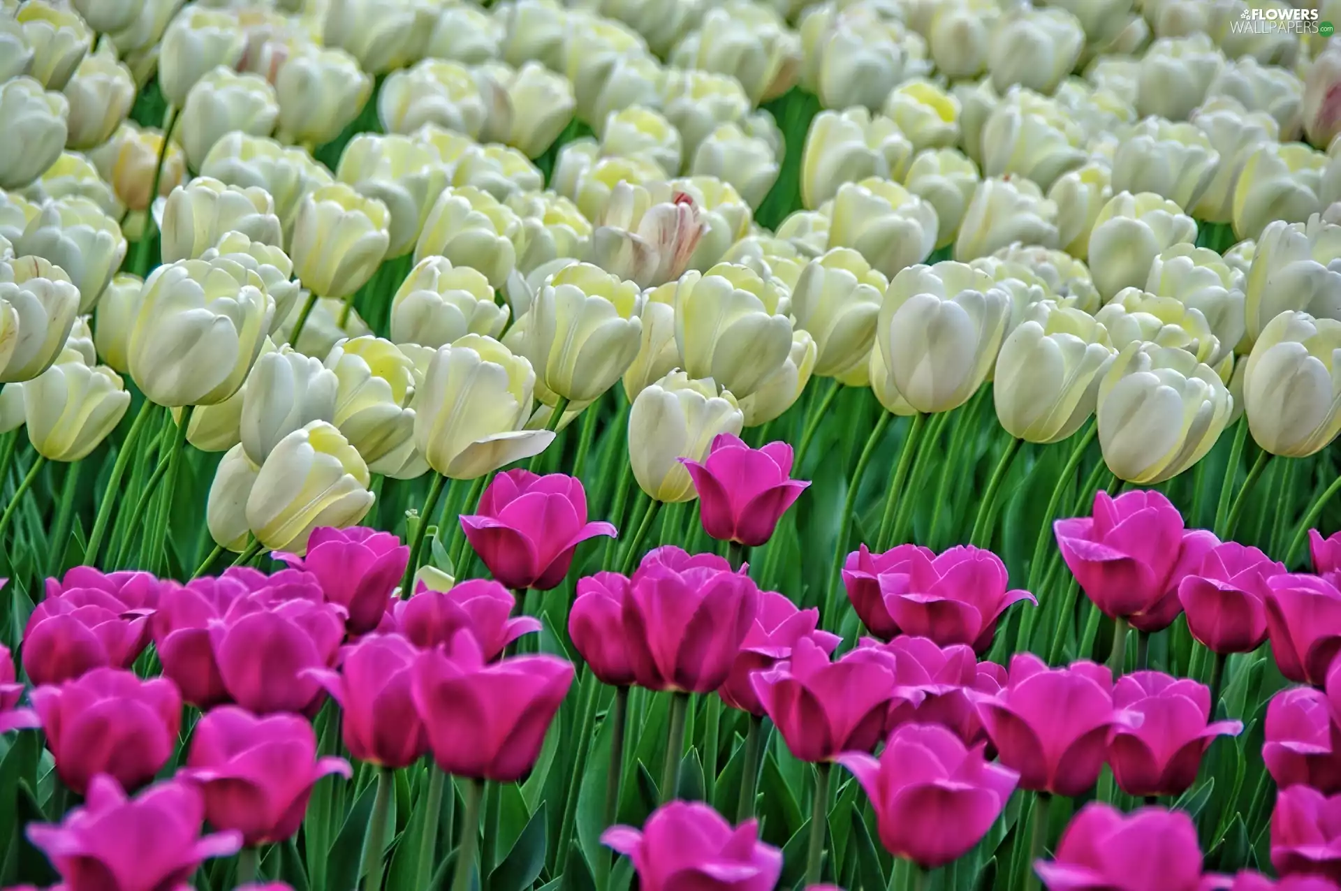 Tulips, Flowers, color