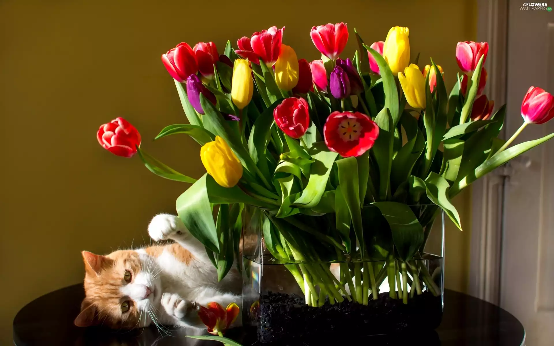 color, Vase, kitten, Tulips