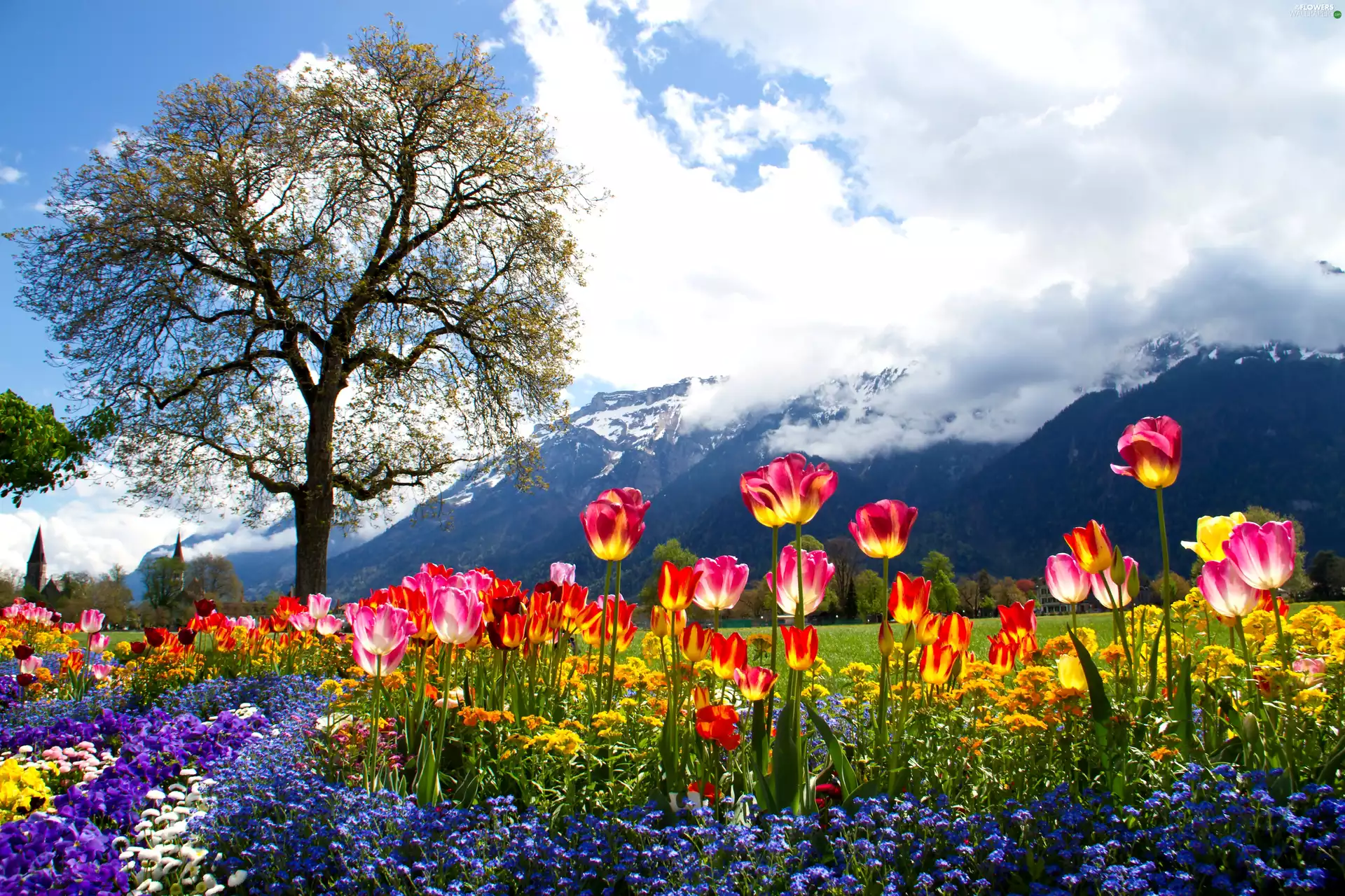 color, trees, Mountains, Tulips