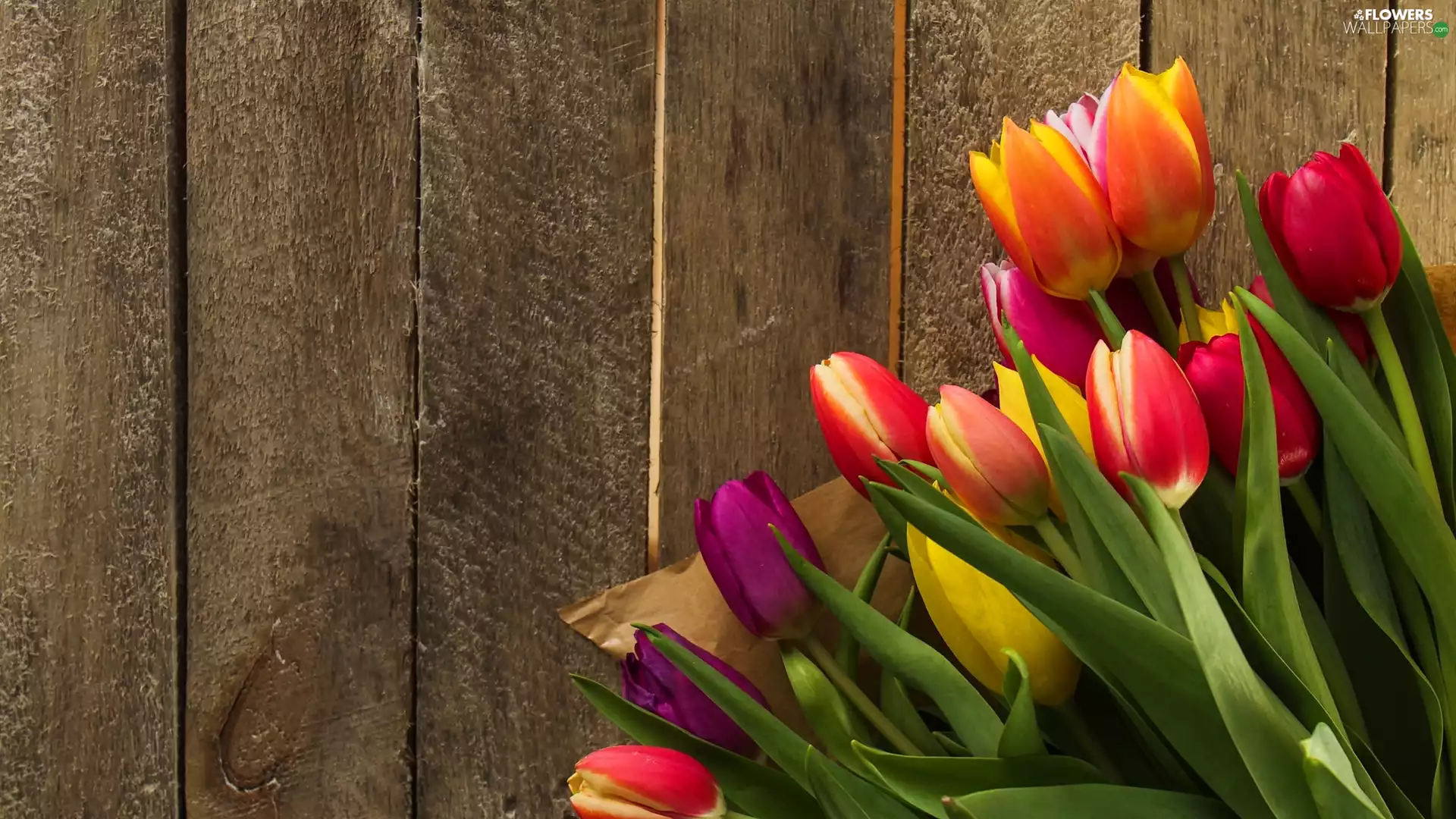 color, boarding, paper, Tulips