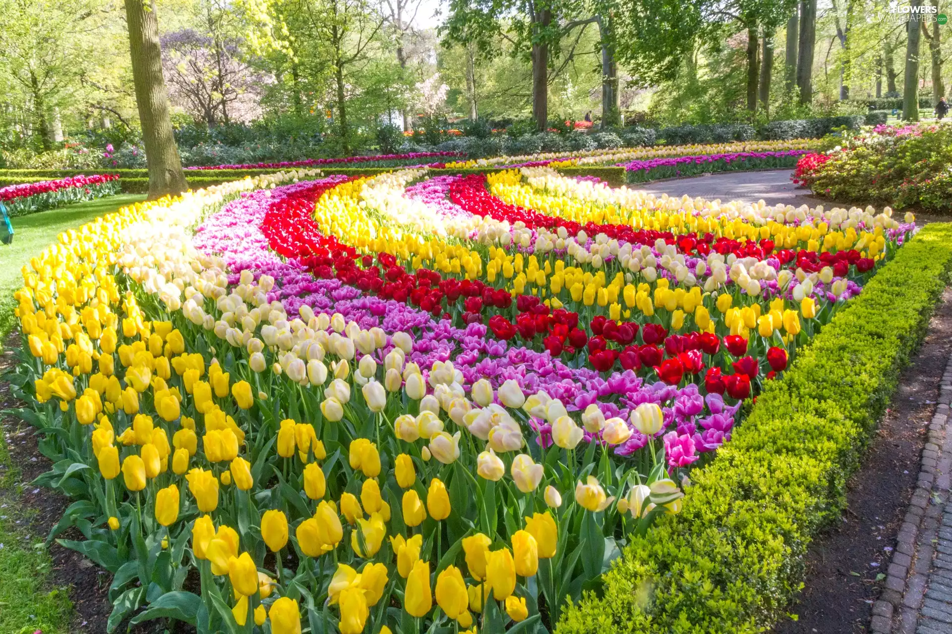 Tulips, Park, color