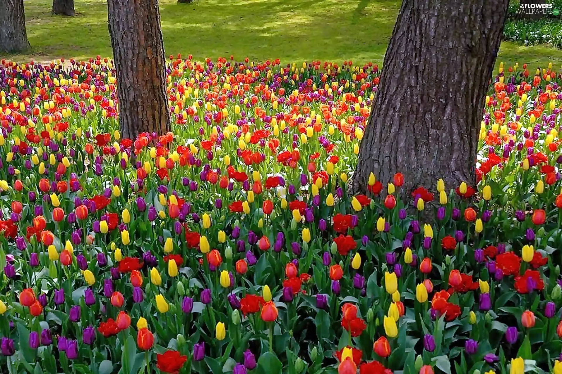 Tulips, Park, color