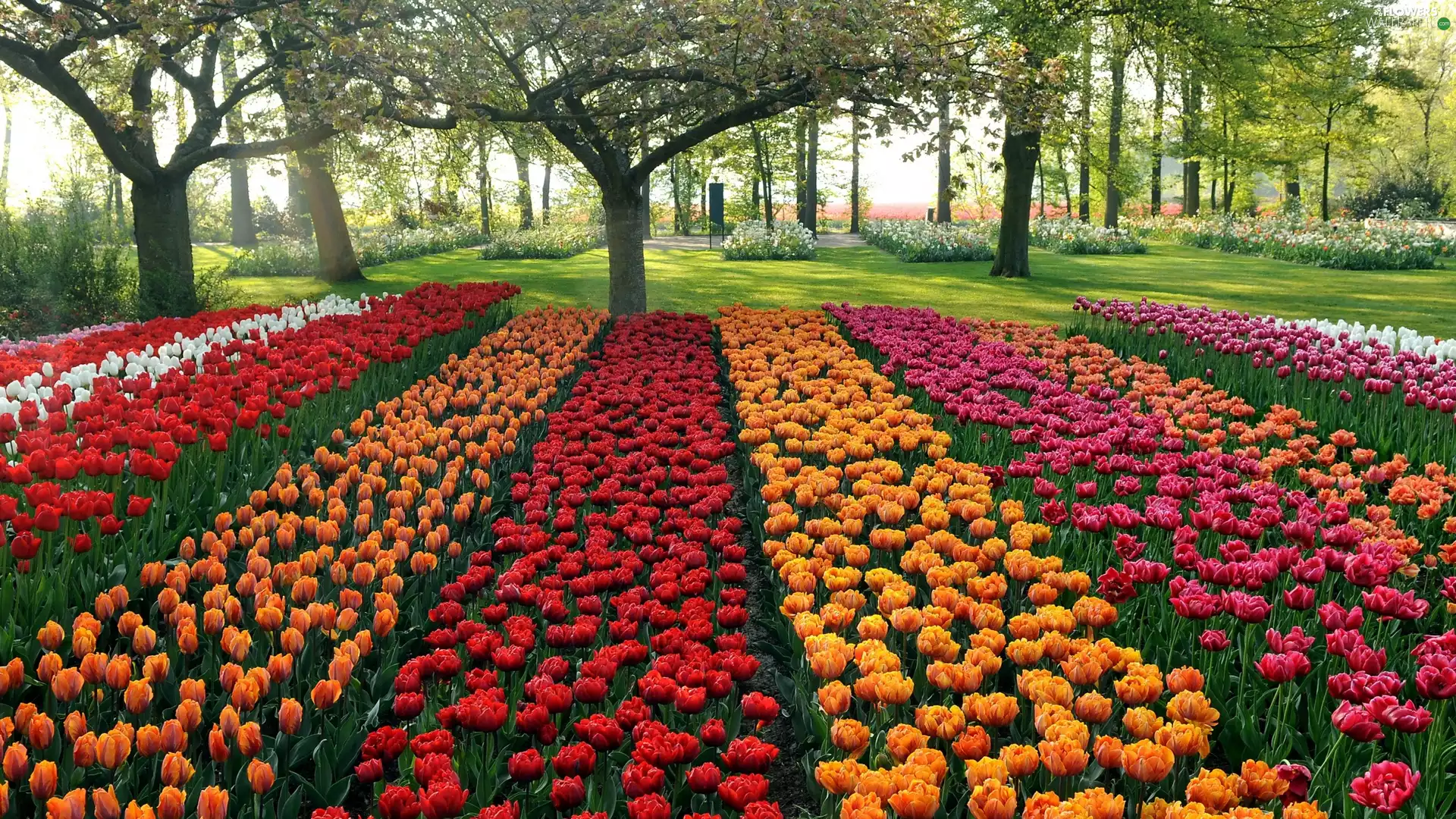 Tulips, Park, color