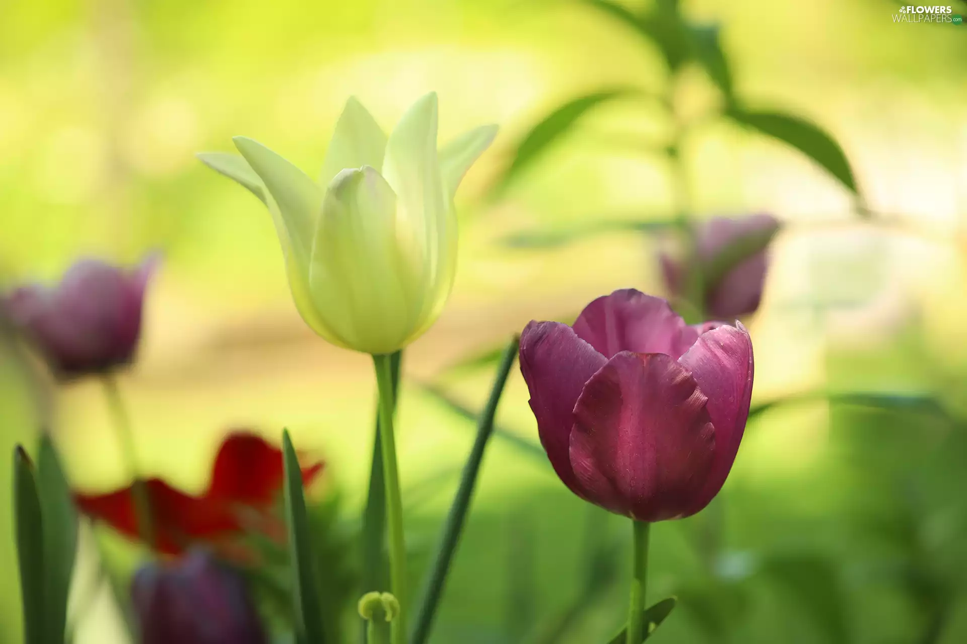 color, Flowers, rapprochement, Tulips