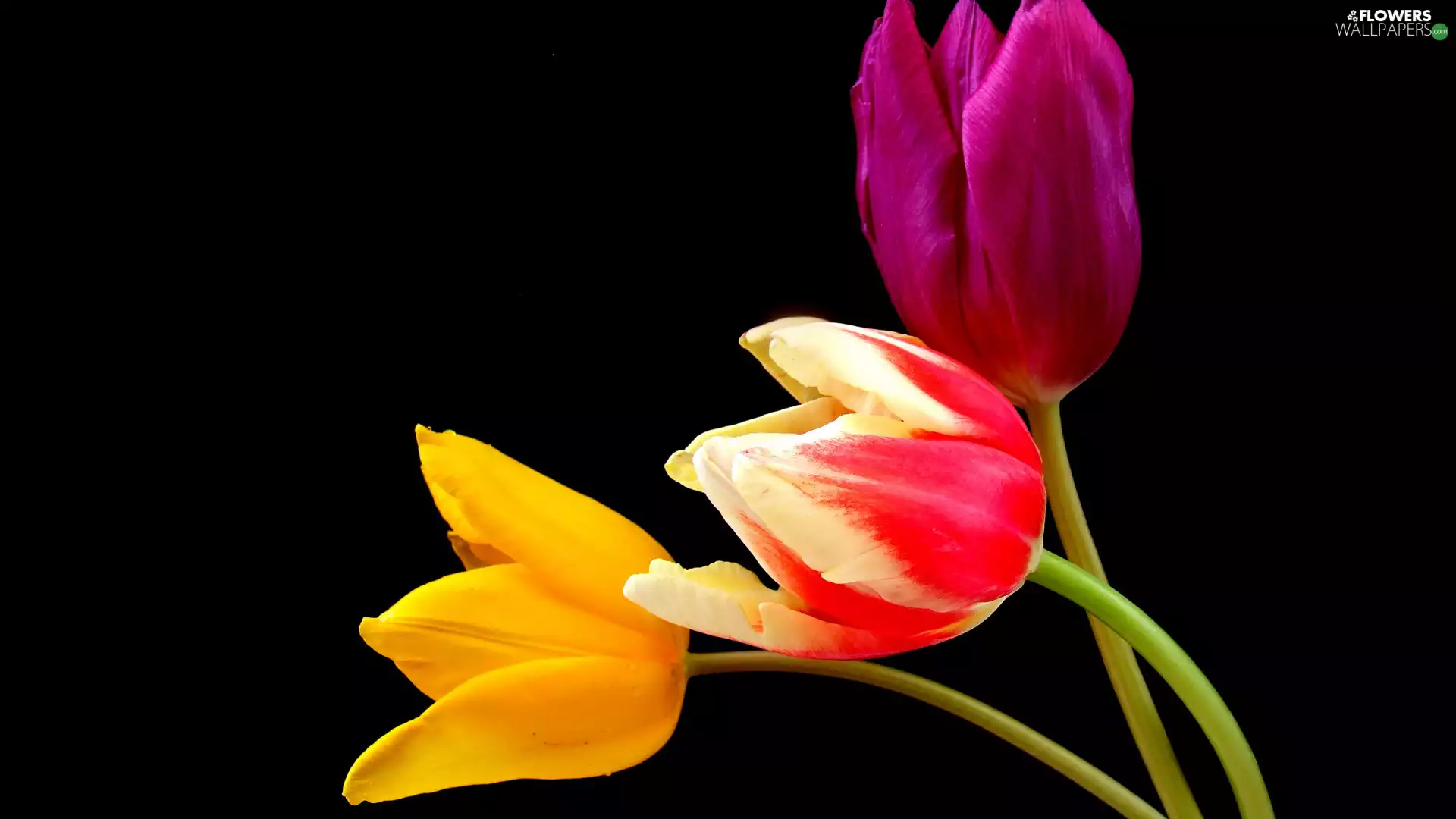 Tulips, Three, color