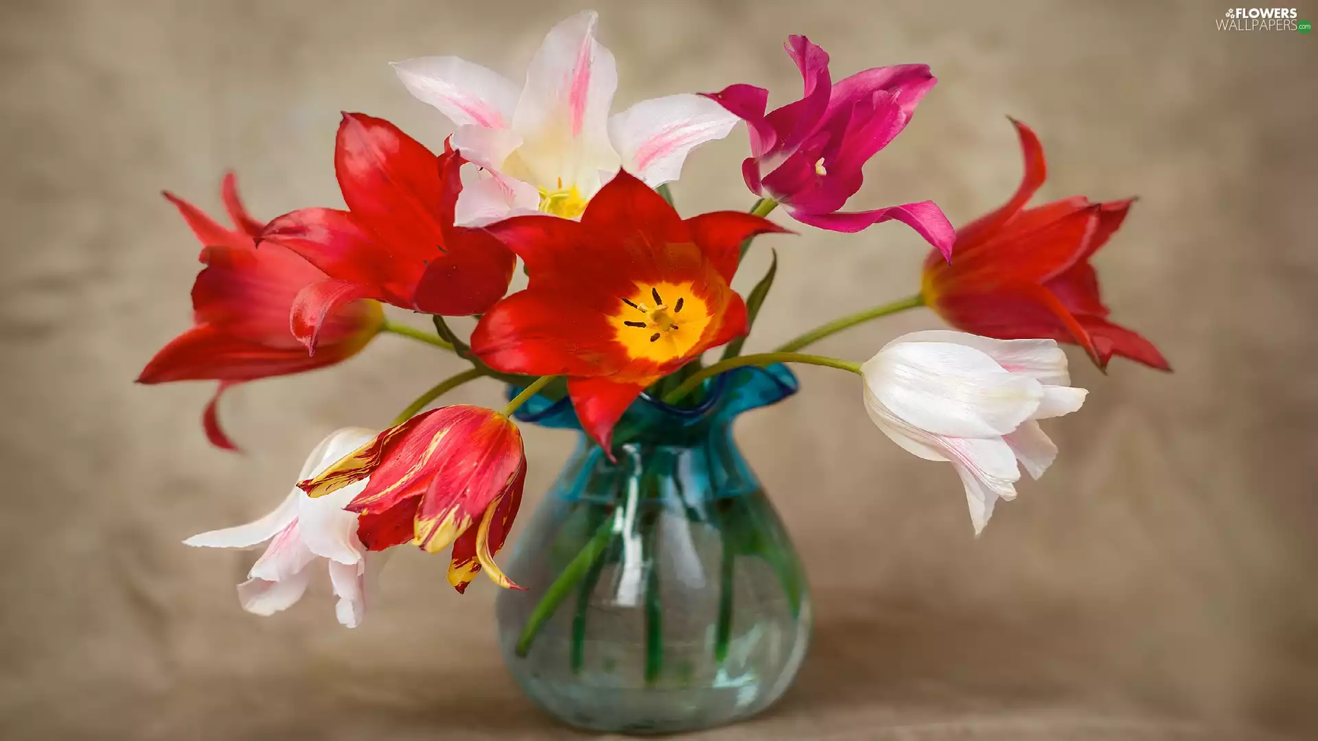 color, glass, Vase, Tulips
