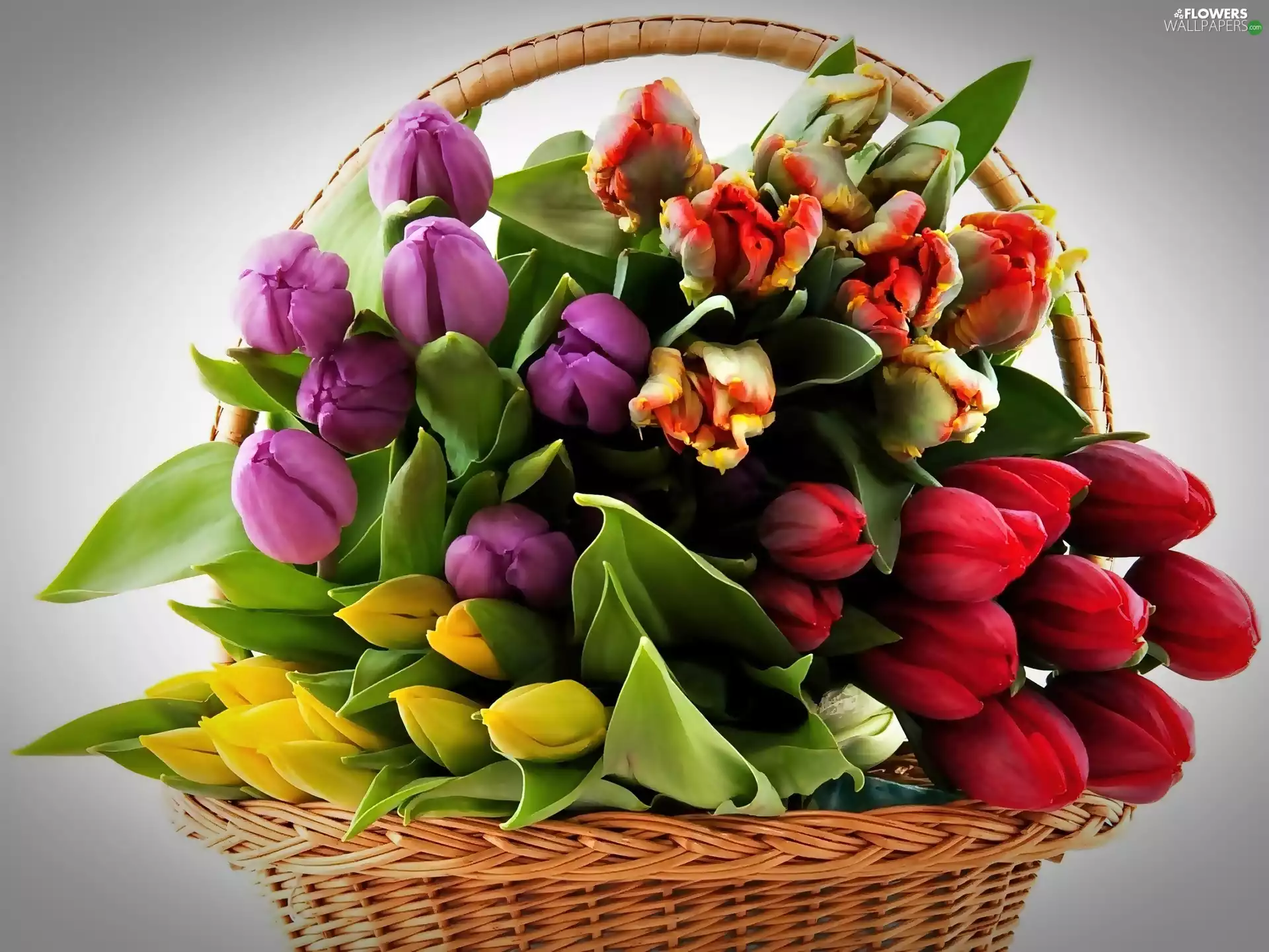 tulips, basket, Colorful