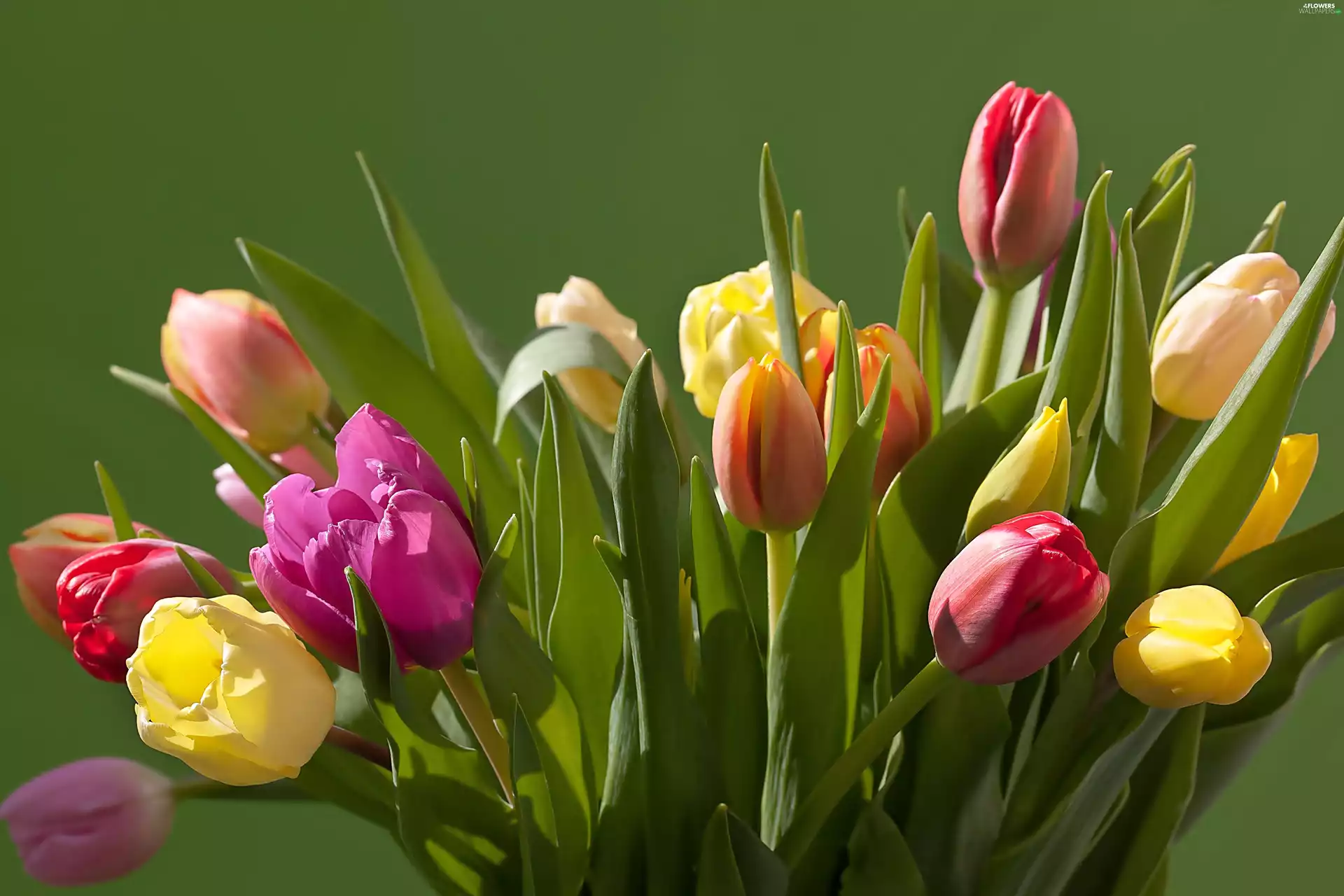 tulips, bouquet, Colorful