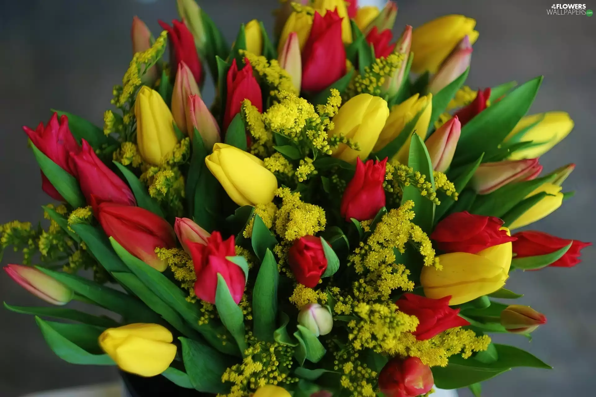 tulips, bouquet, Colorful