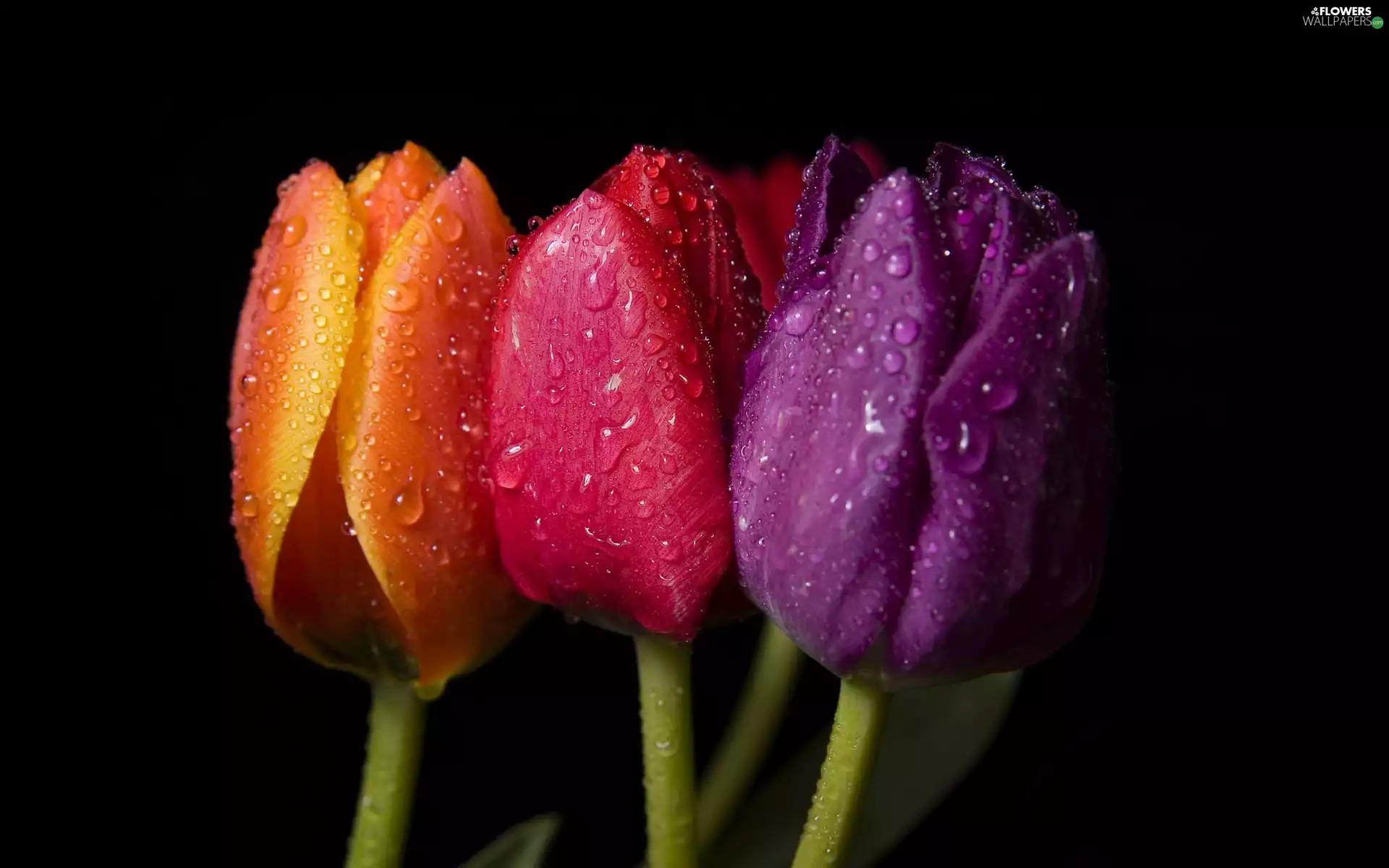 tulips, Three, colors