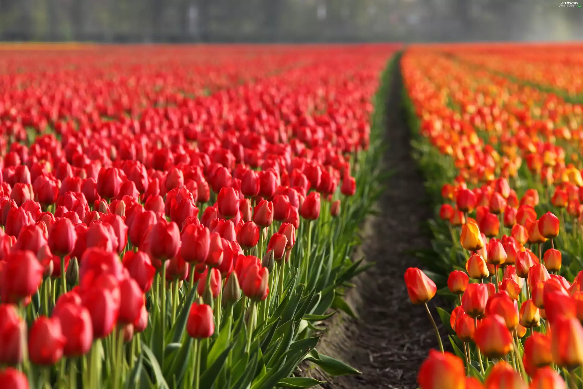 Tulips, cultivation