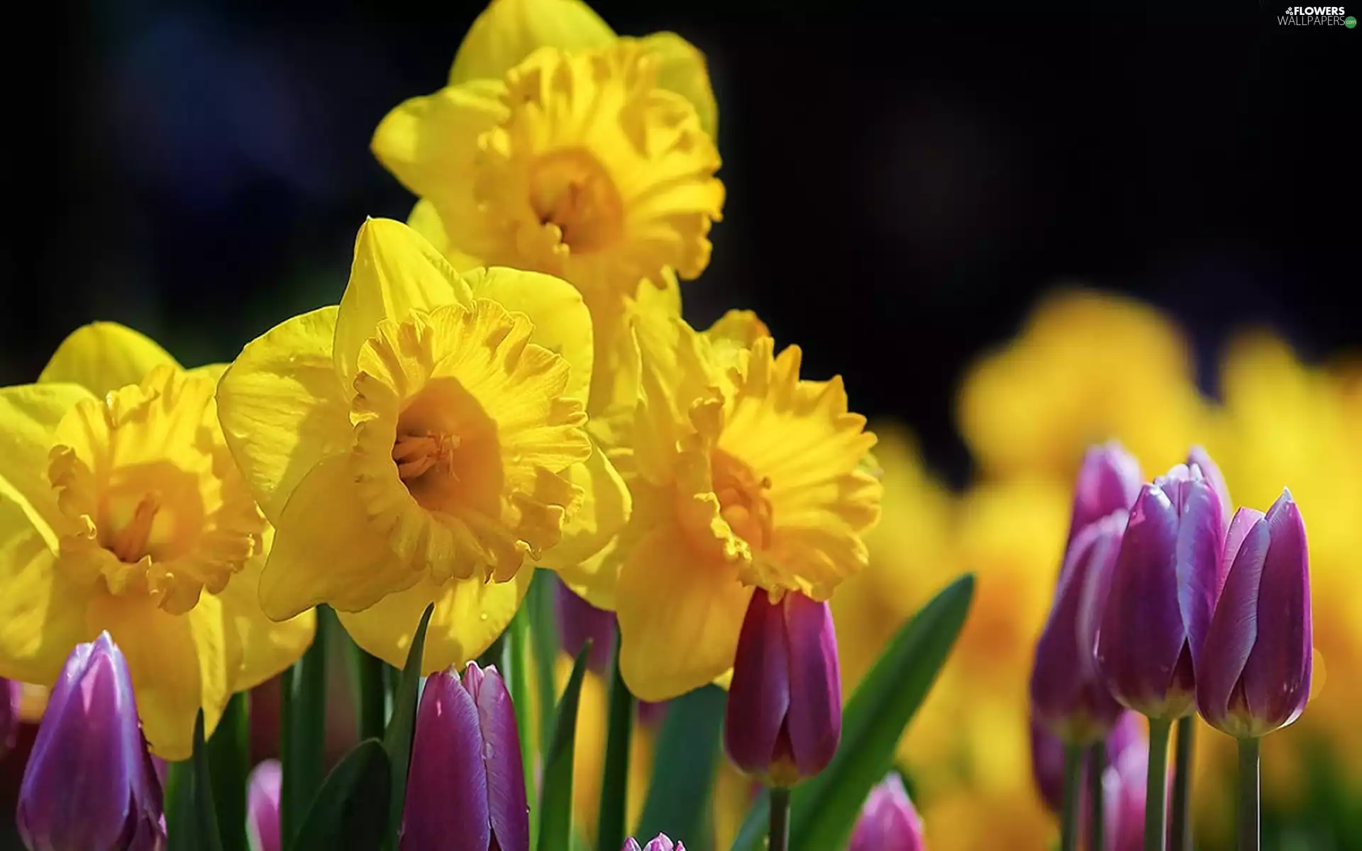 Daffodils, Tulips