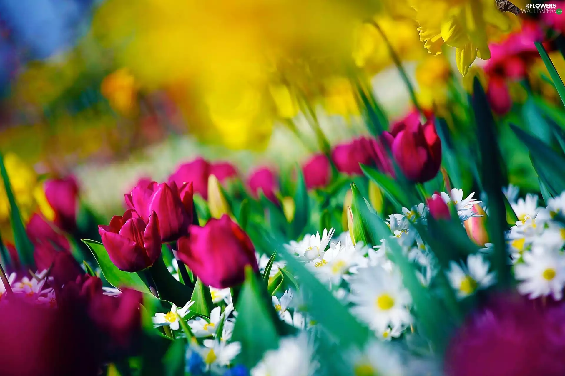 Tulips, daisies