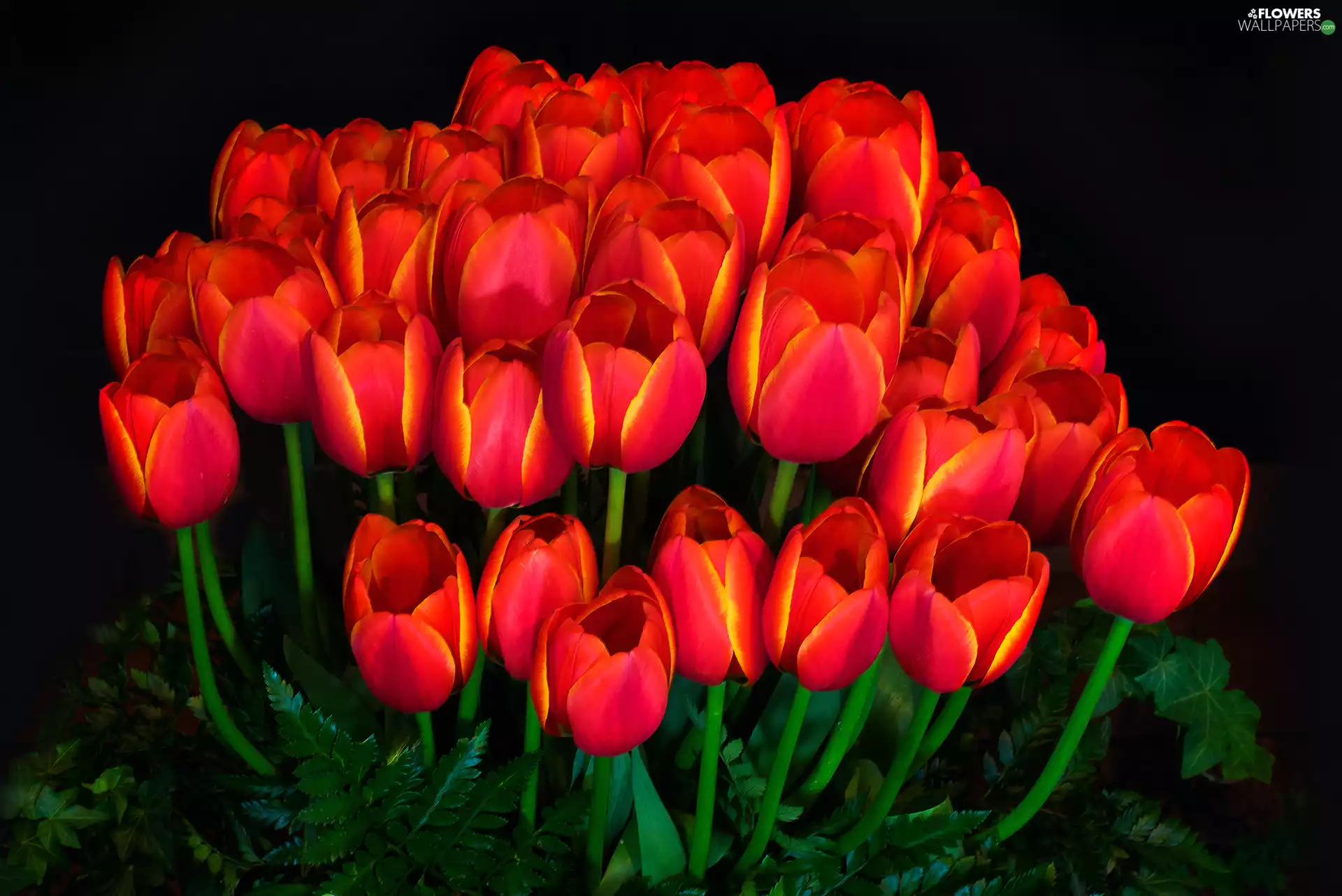 Flowers, Tulips, Dark Background, bouquet