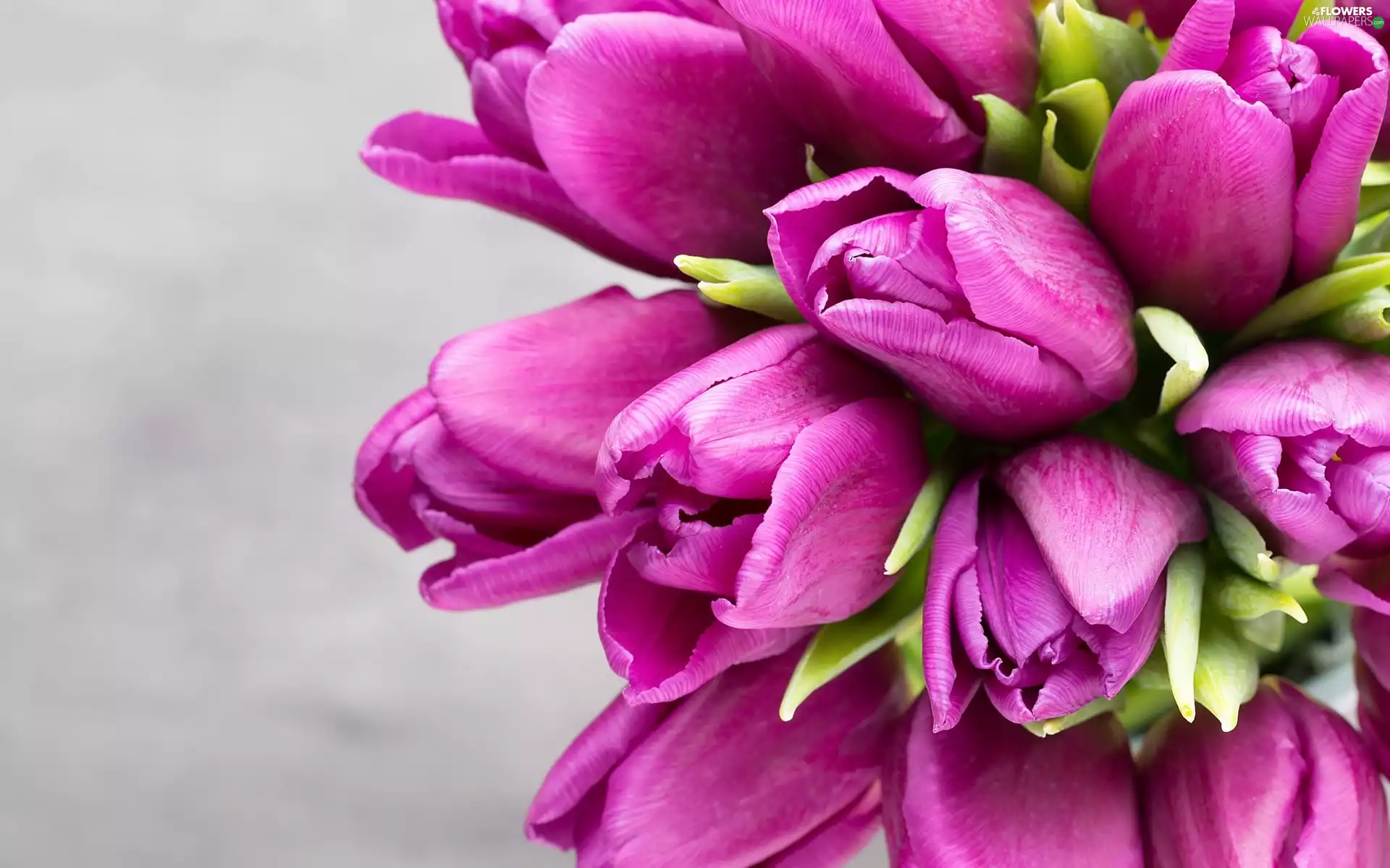 bouquet, dark pink, Tulips