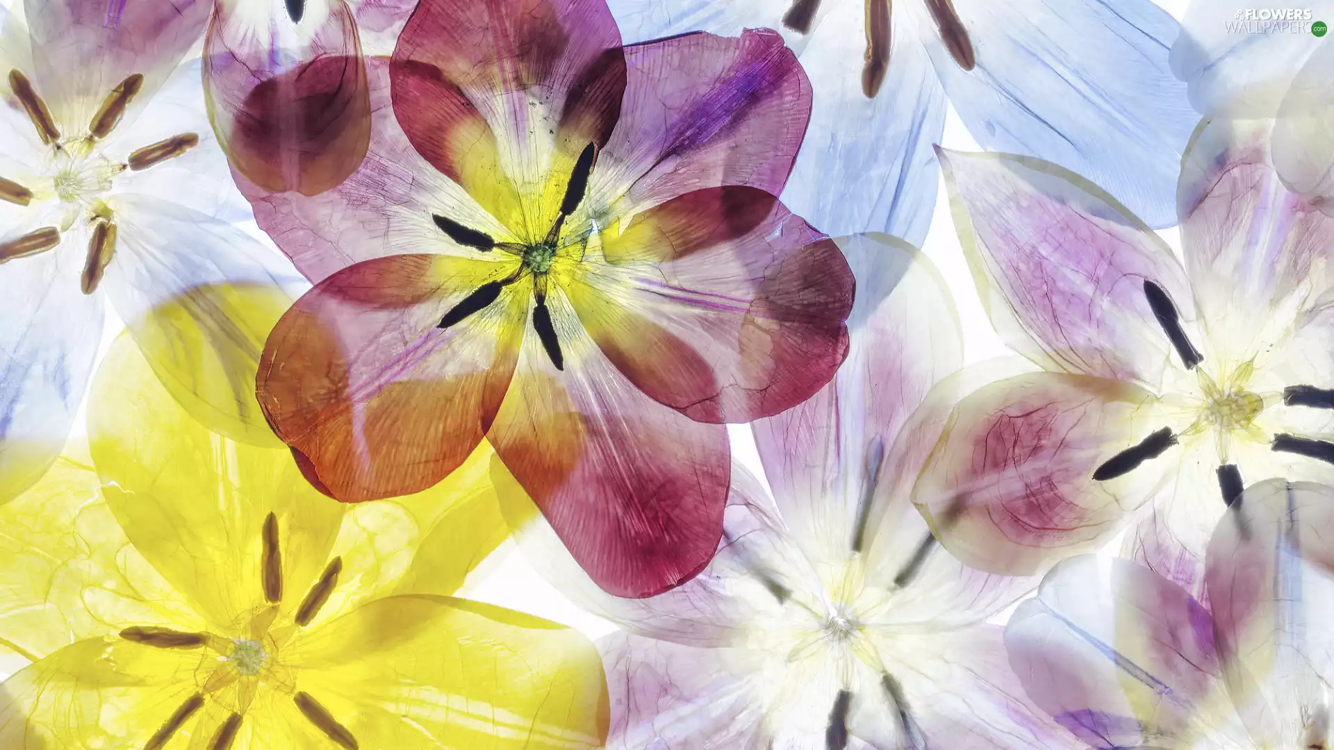 Tulips, color, developed