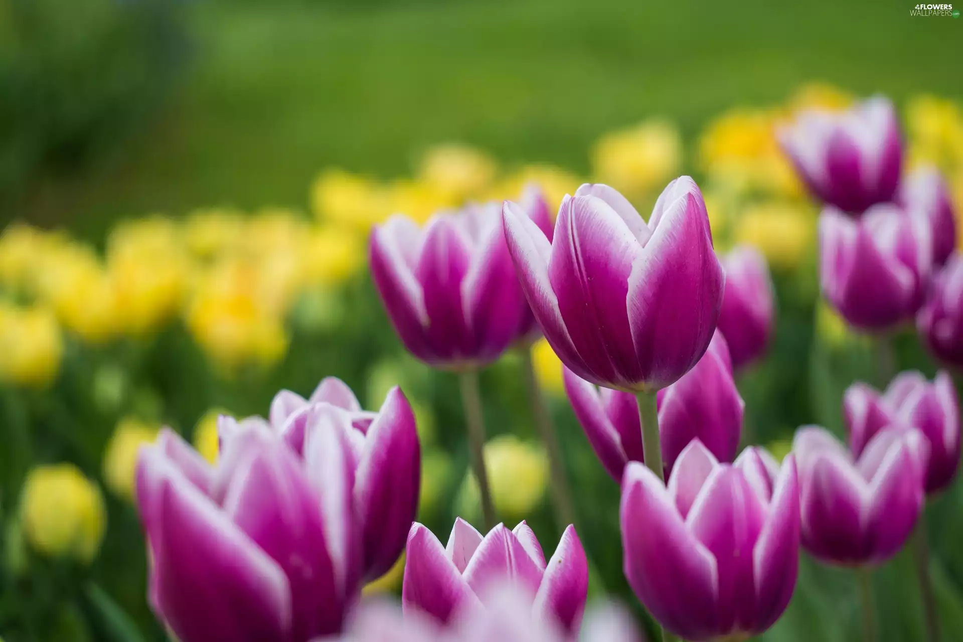 Tulips, Flowers, developed