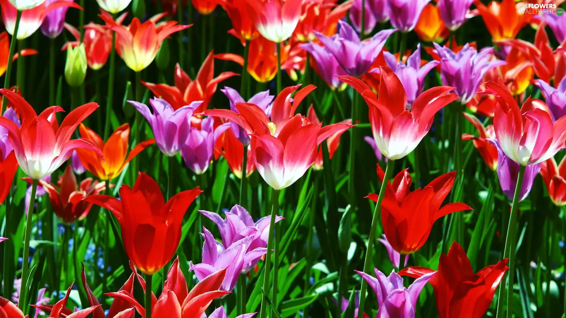 Tulips, Flowers, developed
