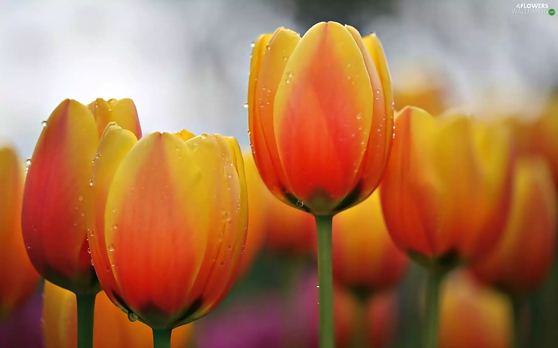 Tulips, drops