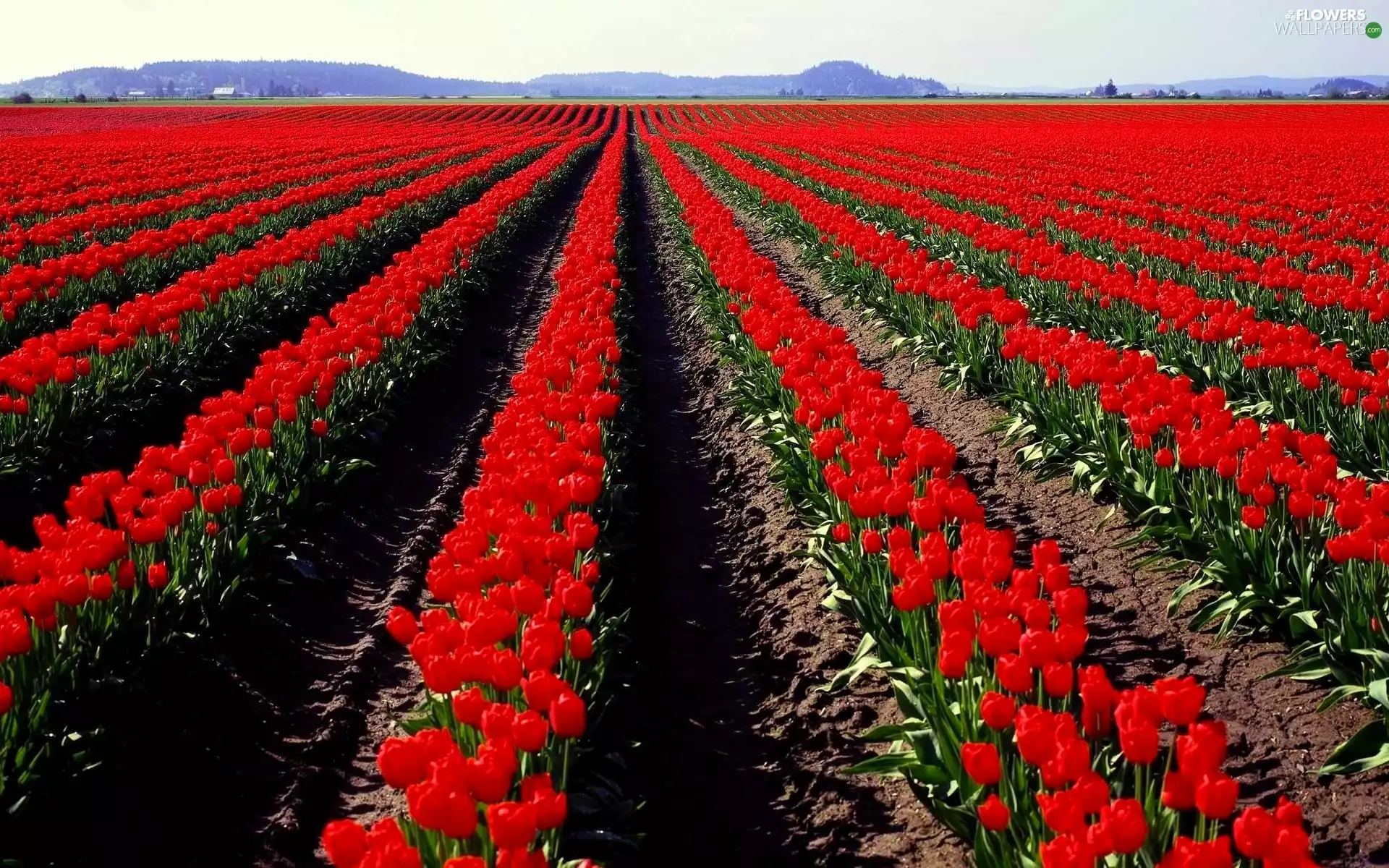 Field, tulips