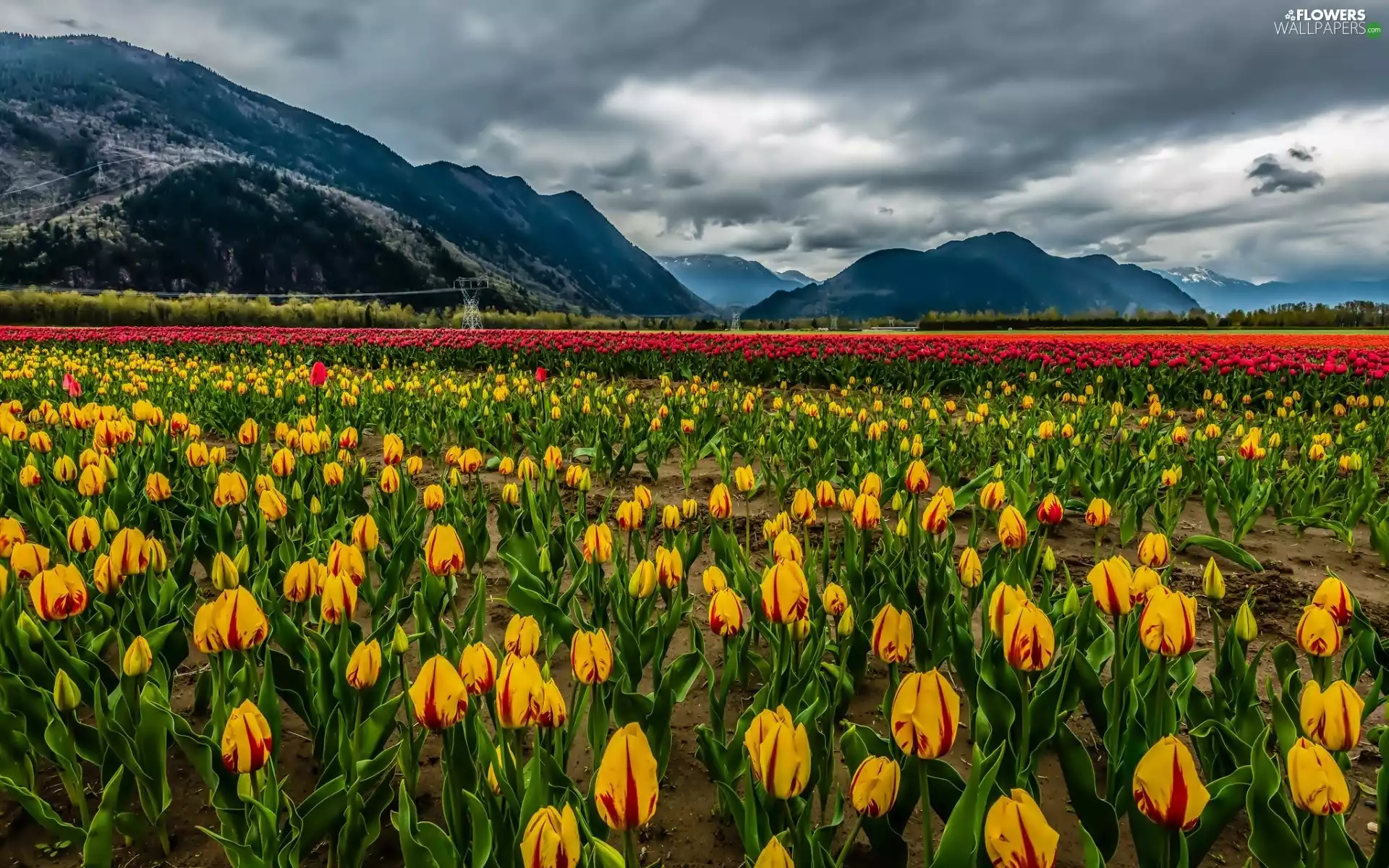 Field, Mountains, clouds, tulips