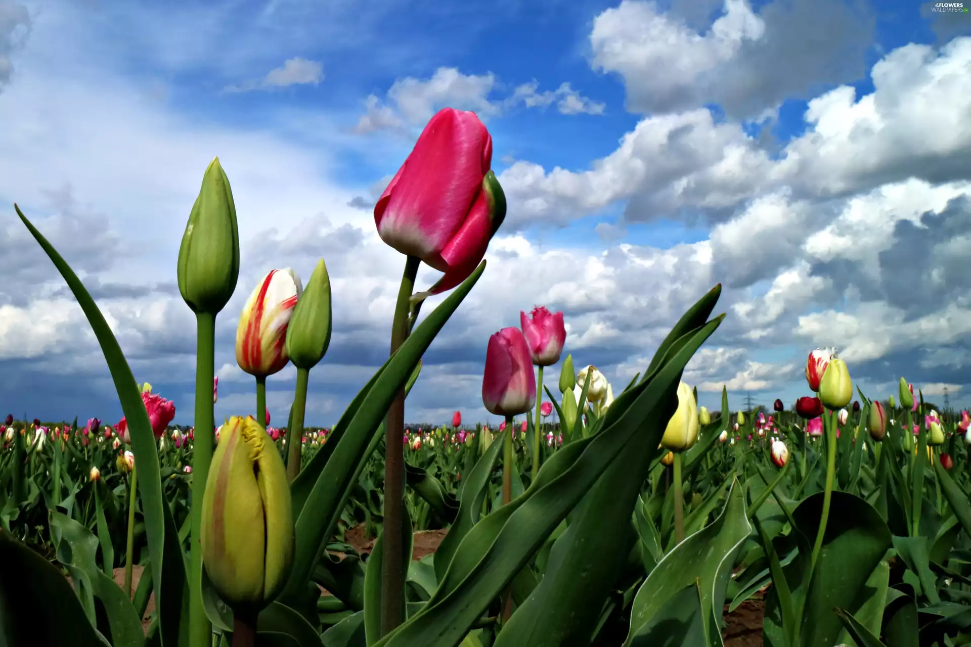 Field, Sky, Clouds, tulips