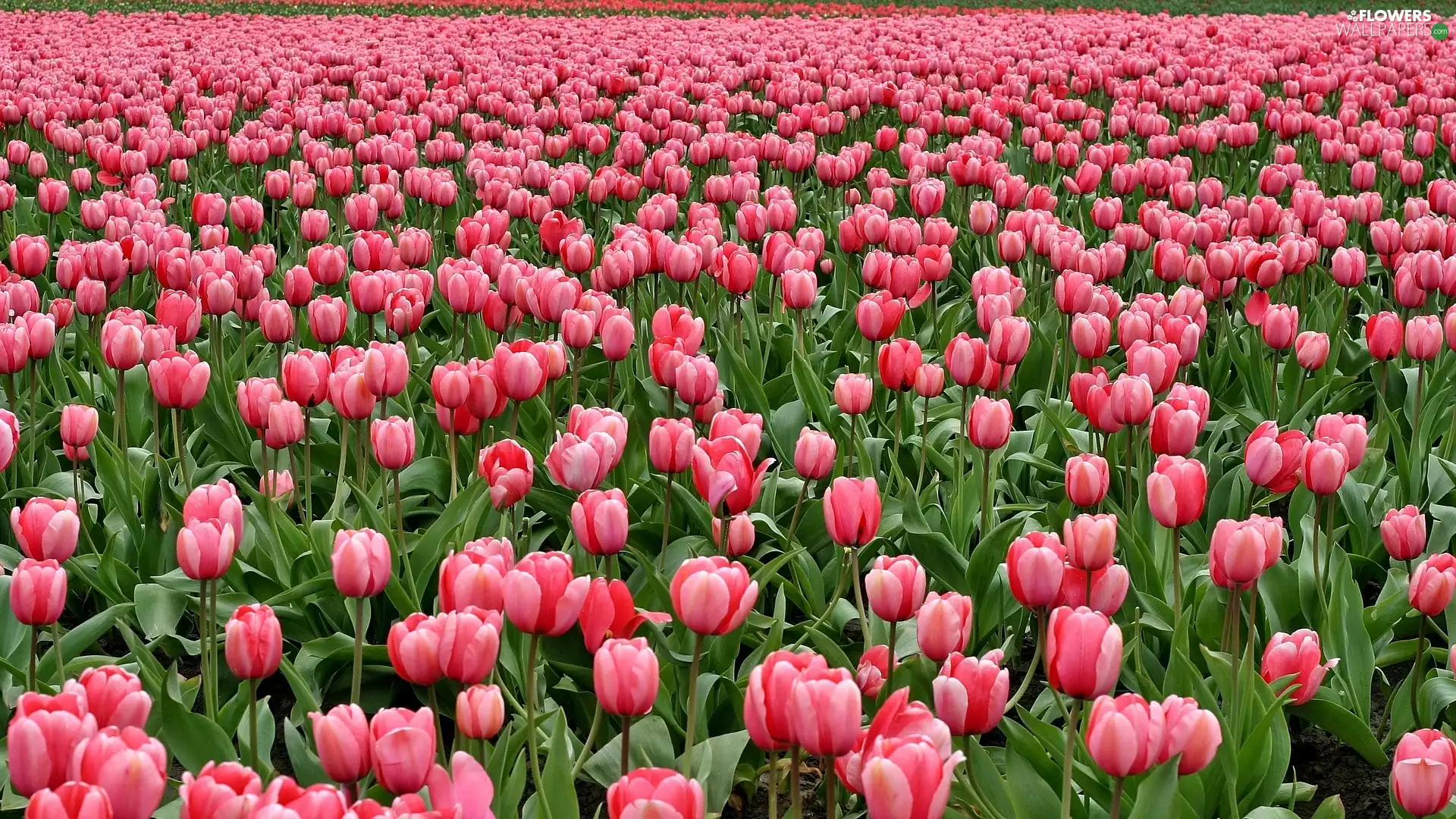 Tulips, Flowers, Field