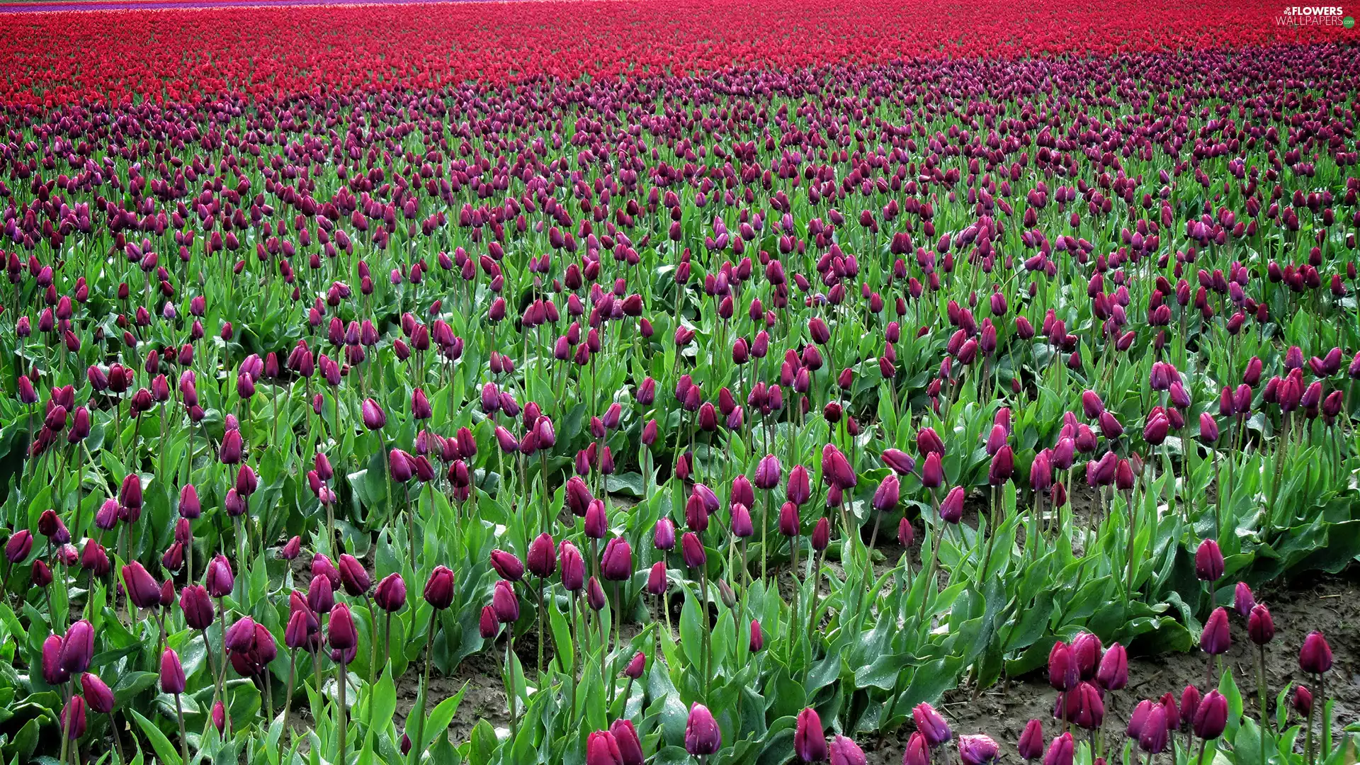 tulips, Flowers, Field