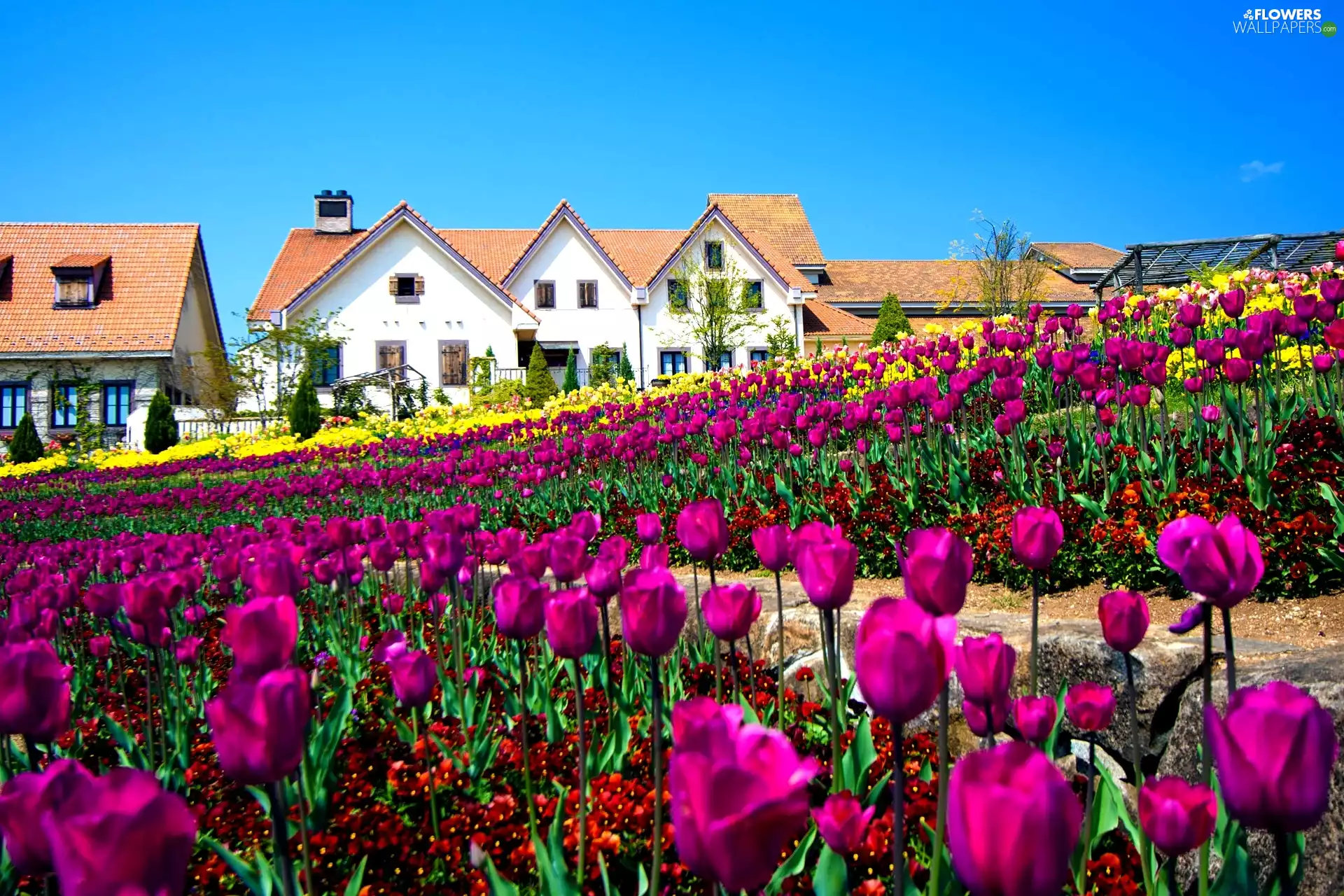 tulips, Houses, Field