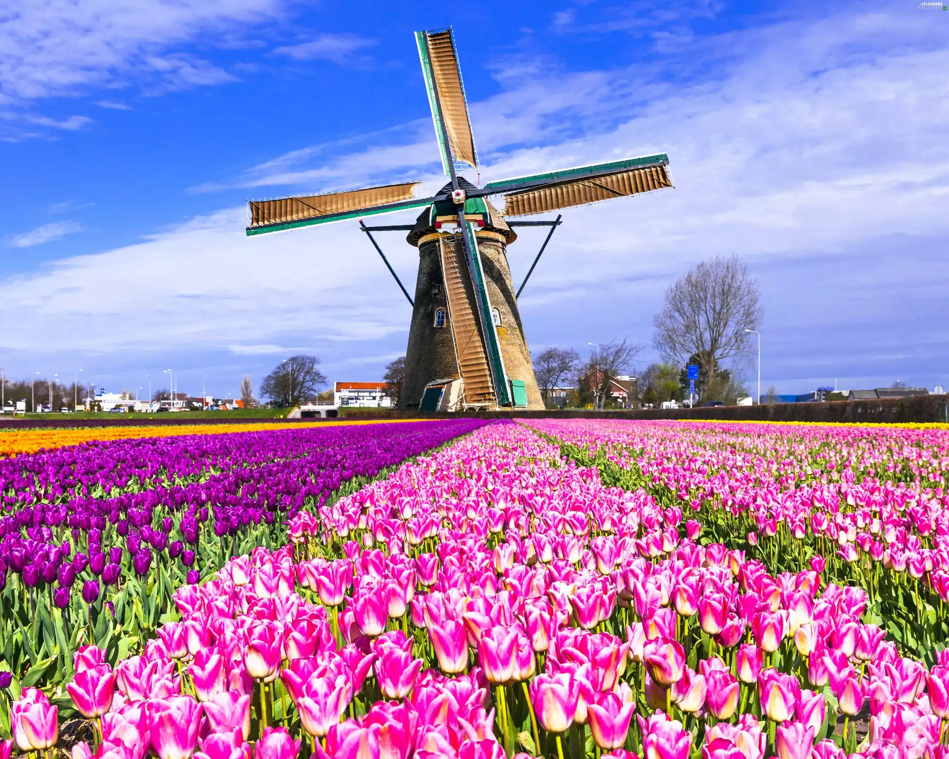 Field, Windmill, Netherlands, tulips