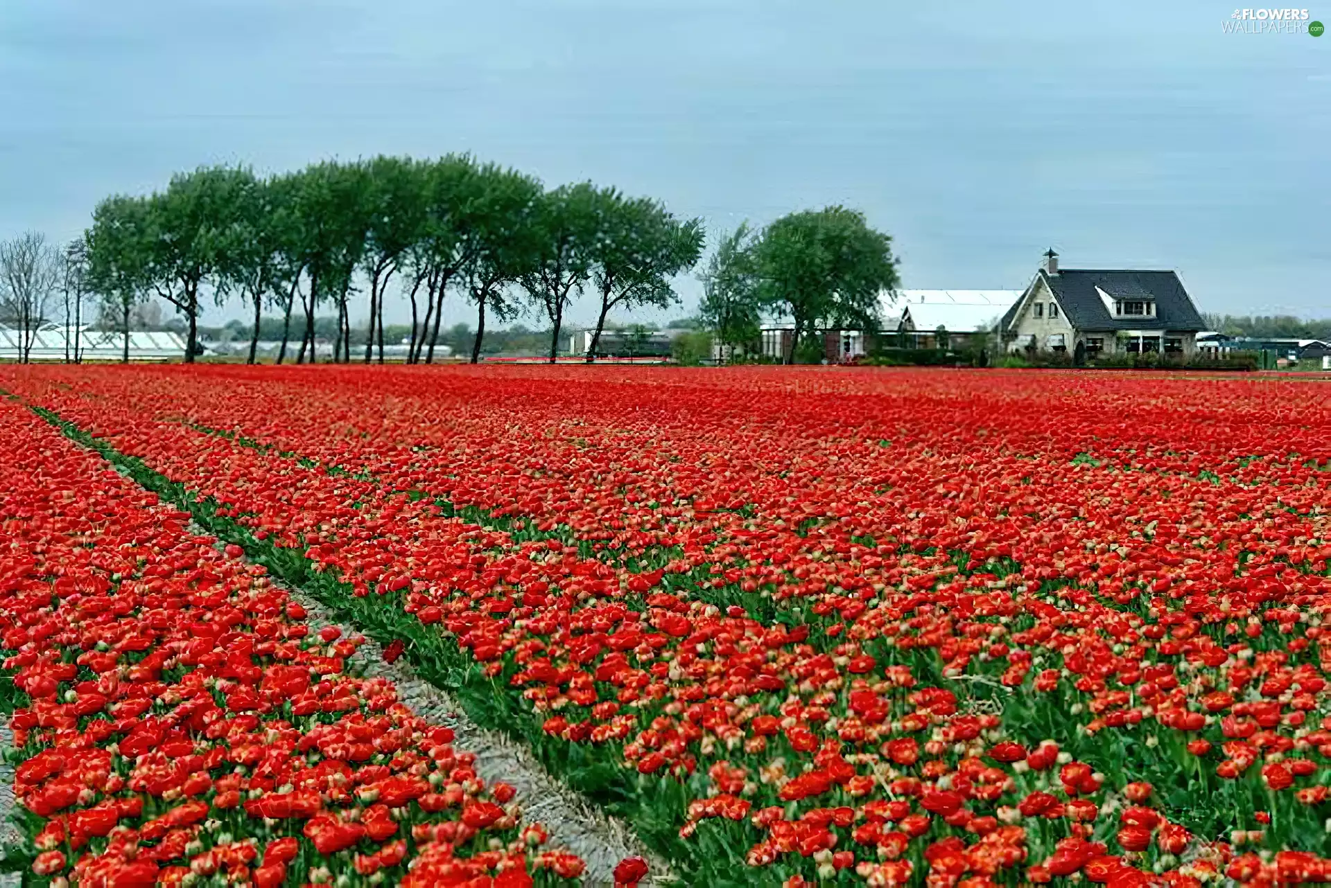 Tulips, Netherlands, Field