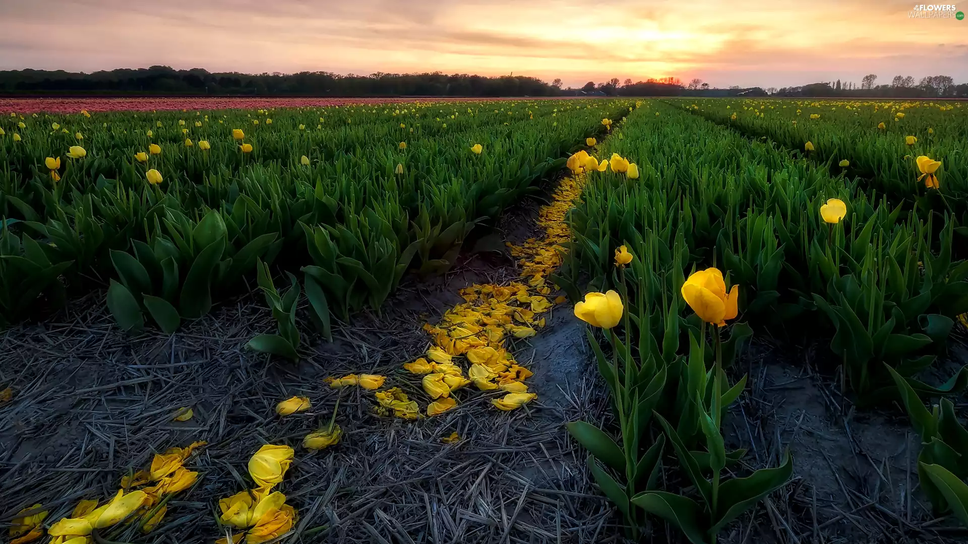 Field, Yellow, Sunrise, Tulips
