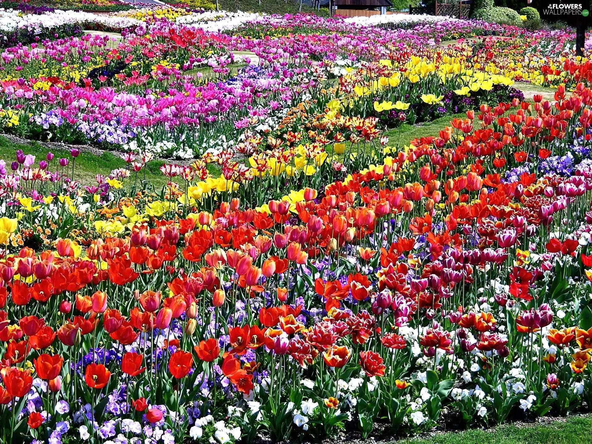 Tulips, Field, Floral