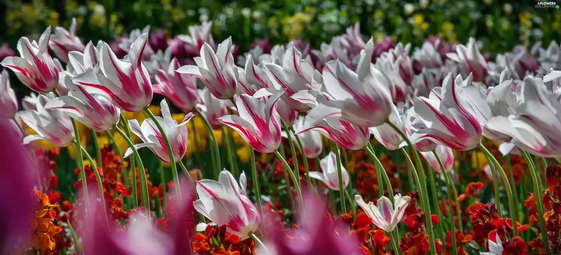 Flowers, Tulips